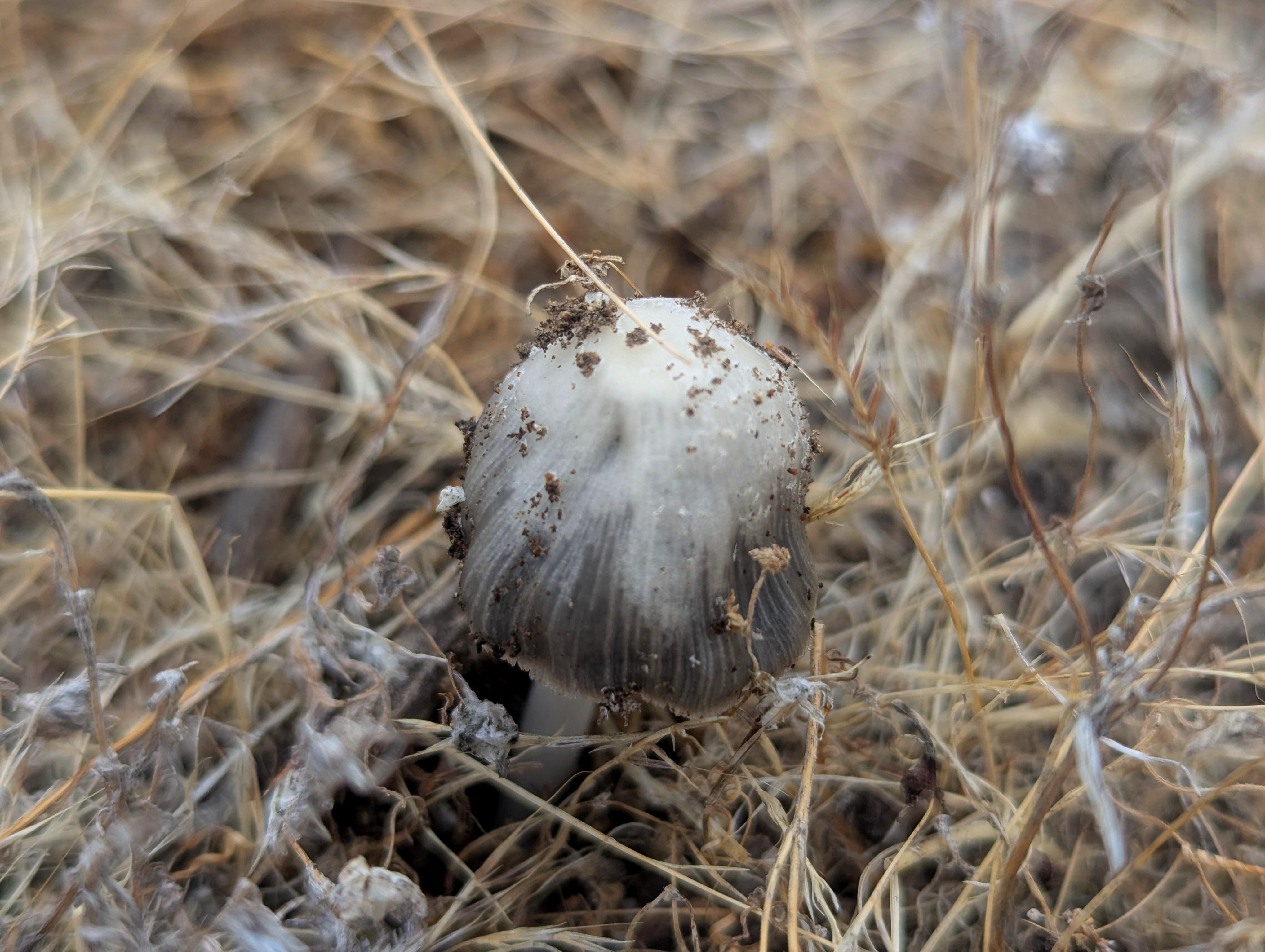 Close-up of a gray mushroom with a rounded, ridged cap speckled with dirt, growing among dry brown grass and leaves on the ground.