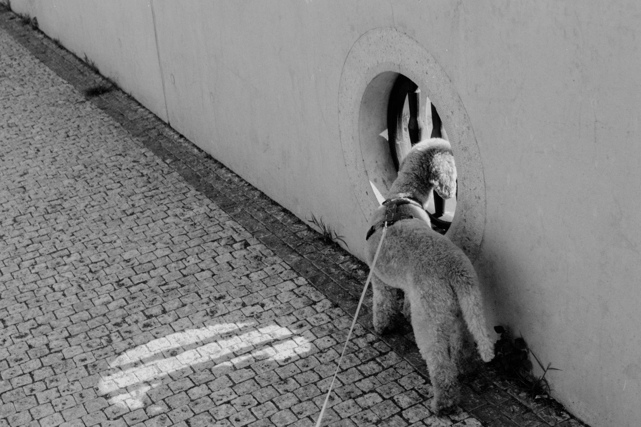 Dog on a leash stands on a cobblestone sidewalk, facing a wall and peering into a circular barred opening; curved light streaks fall across the pavement in the foreground.