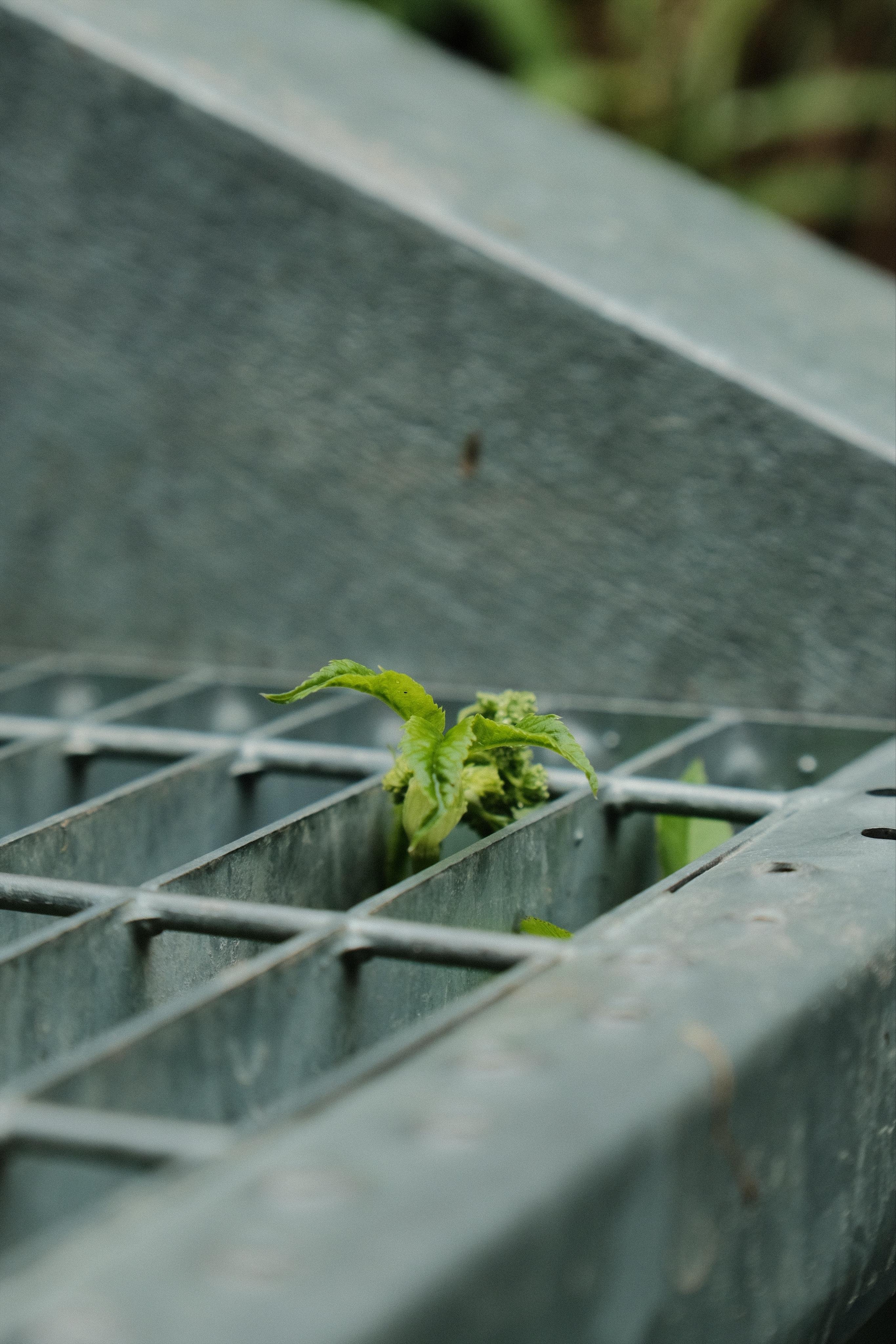 A small twig of a green plant growing through the metal grid of a steel stairway.