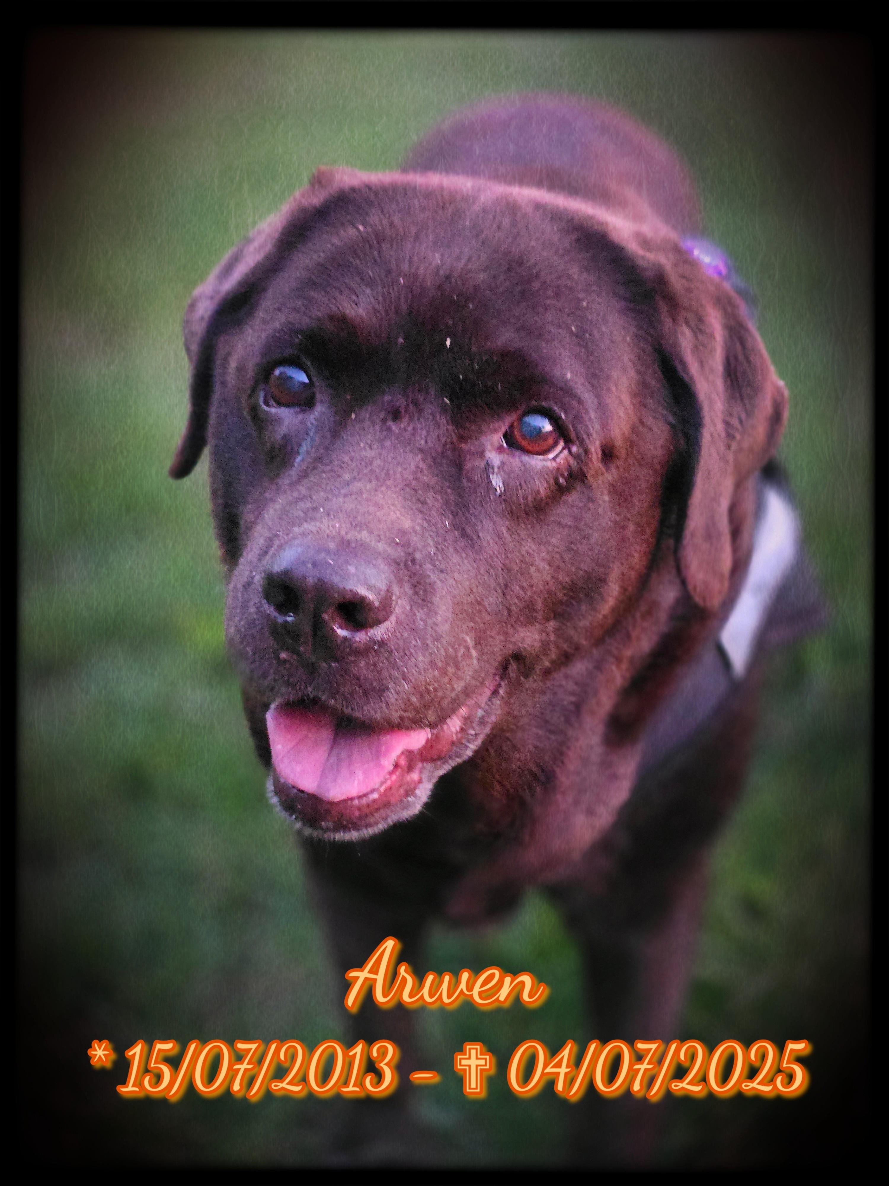 A close-up photo of Arwen, a chocolate Labrador Retriever with soulful brown eyes and a gentle, loving expression. Her soft fur glows warmly in the evening light, and a faint smile graces her grey-muzzled face as she looks up with trust and affection. The background is a gentle blur of green grass, allowing Arwen’s presence and spirit to shine as the clear focus. At the bottom of the image, glowing orange text reads: “Arwen *15/07/2013 – ✝︎ 04/07/2025.” This photo, taken on June 13th, 2025—hours before her human’s first hip surgery this year—captures one of the final moments of their shared journey. Arwen was more than a companion; she was a soulmate, a steady light through years of struggle and healing. Even as an aggressive heart tumor began to take her strength, her love never faded. She passed peacefully three weeks later, surrounded by love, with her human and her human’s mum at her side—forever cherished, forever missed, the best girl one could ever hope for.