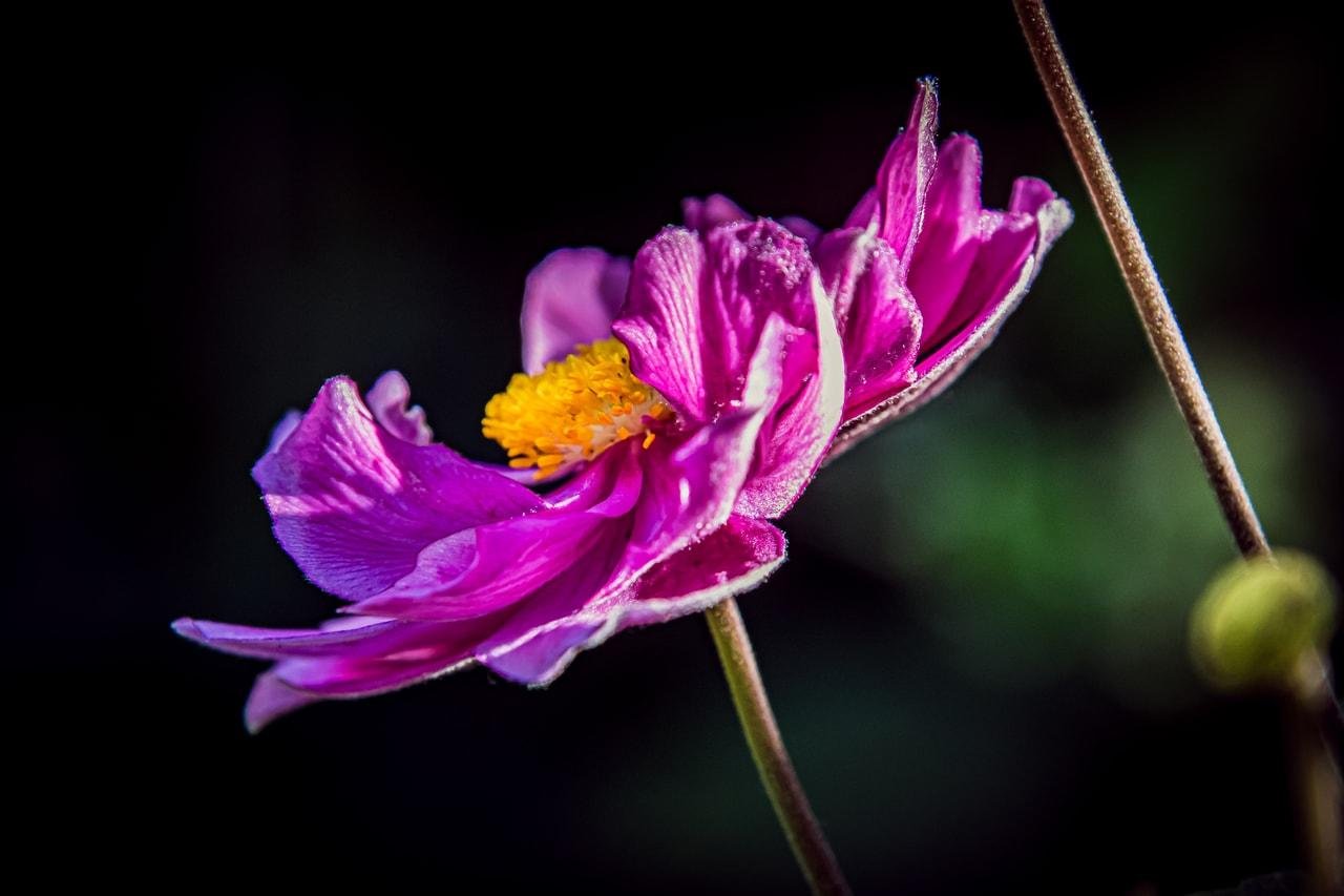 The image shows a close-up of a pink flower with yellow stamens. The background is blurred, which helps highlight the vibrant colors and details of the flower petals.