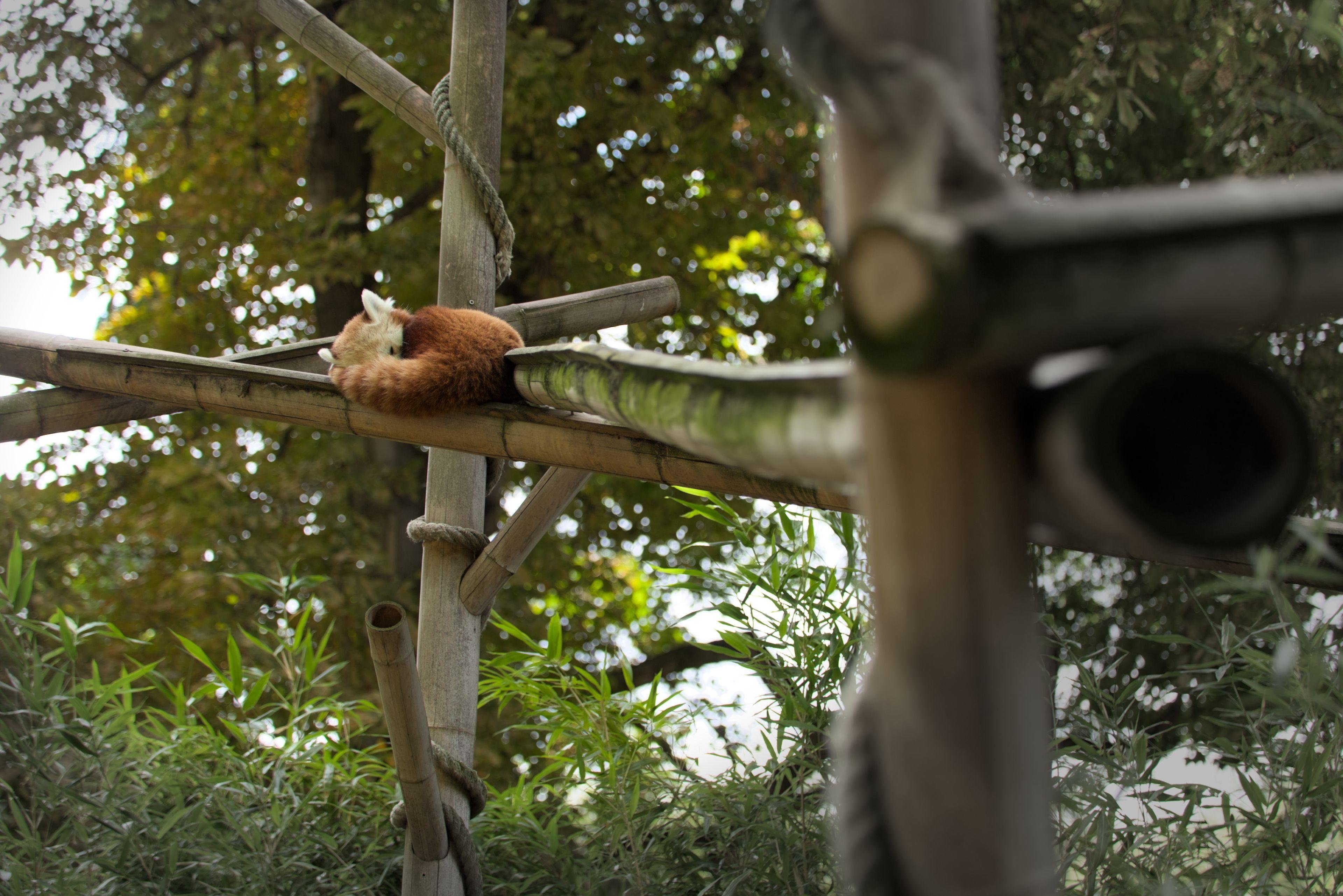 Photo format paysage où le regard est guidé par un gros bambou partant du premier plan, flou, vers le point de fuite où se trouve un panda roux qui dors