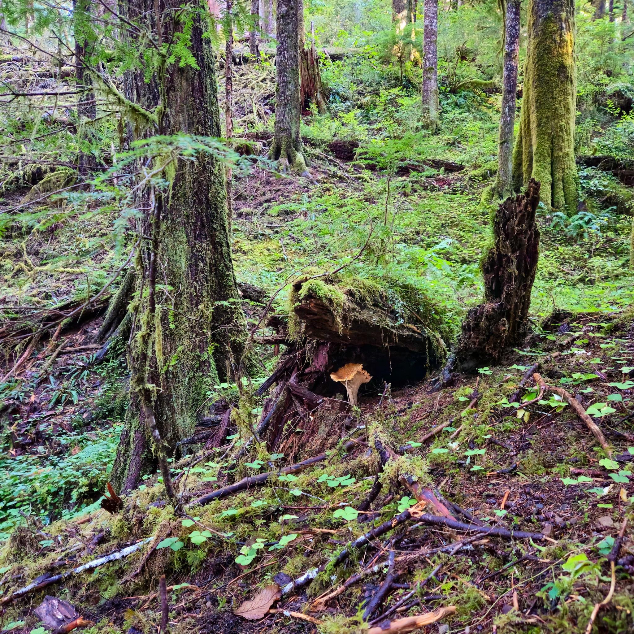 Moss-covered forest floor on a sloped hillside with tall tree trunks, ferns, and scattered branches; a fallen log in the center foreground has an orange mushroom growing beneath it.