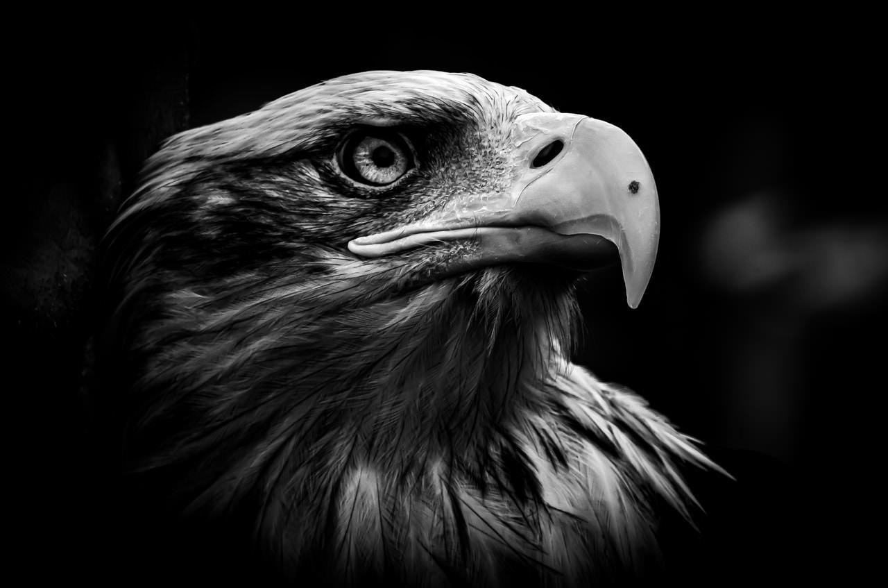 Black-and-white close-up portrait of an eagle’s head in profile facing right, showing a sharp hooked beak, detailed feathers, and a focused eye against a dark blurred background.