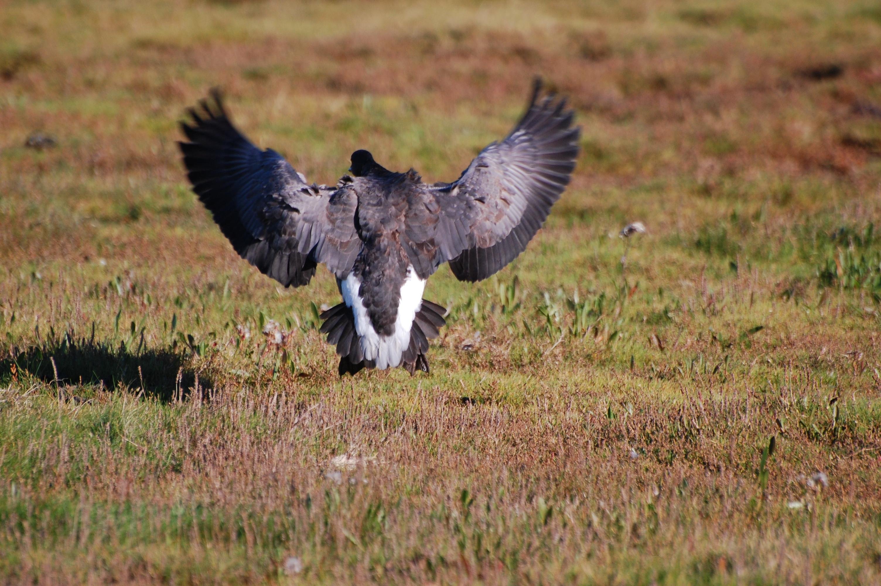 A brent goose, is taking off with wings fully spread. The bird's back and partially fanned tail with white and dark feathers are visible. It is situated in a grassy field with a mix of green and brown vegetation, under bright sunlight casting a shadow on the ground.