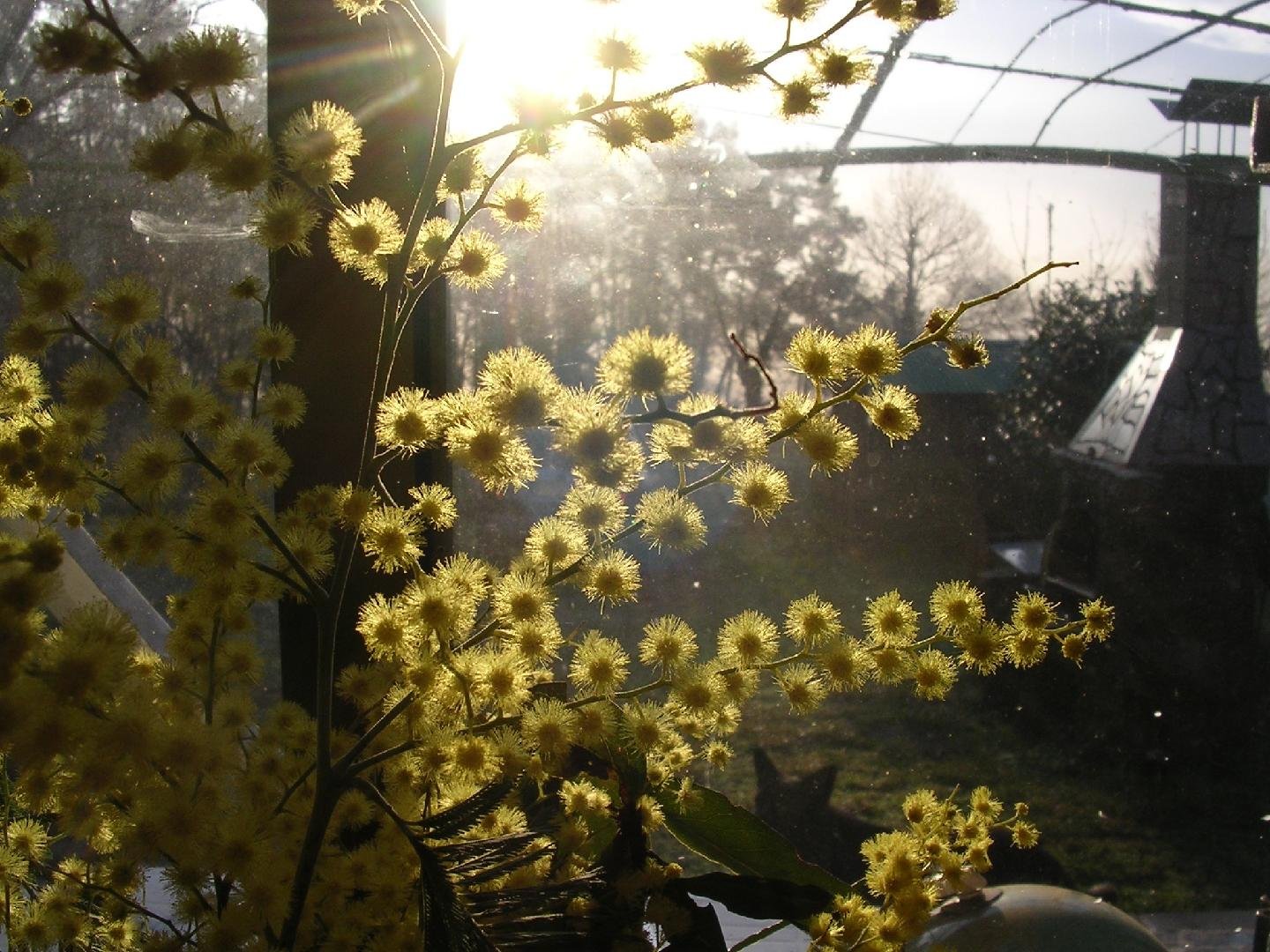 Mimosas, un tipo de acacia invasora que suele florecer en febrero llenando lo invadido de pompones amarillos