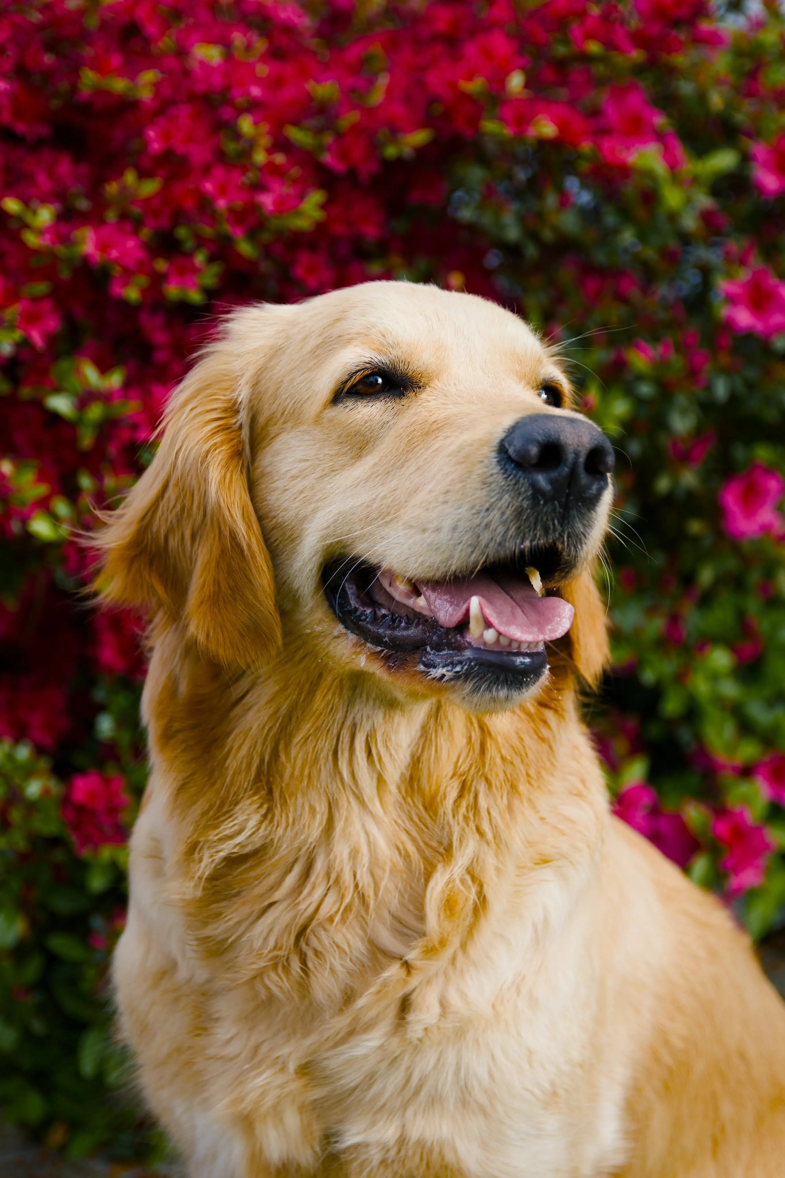 Portrait of a golden retriever in front of red and pink azaleas.