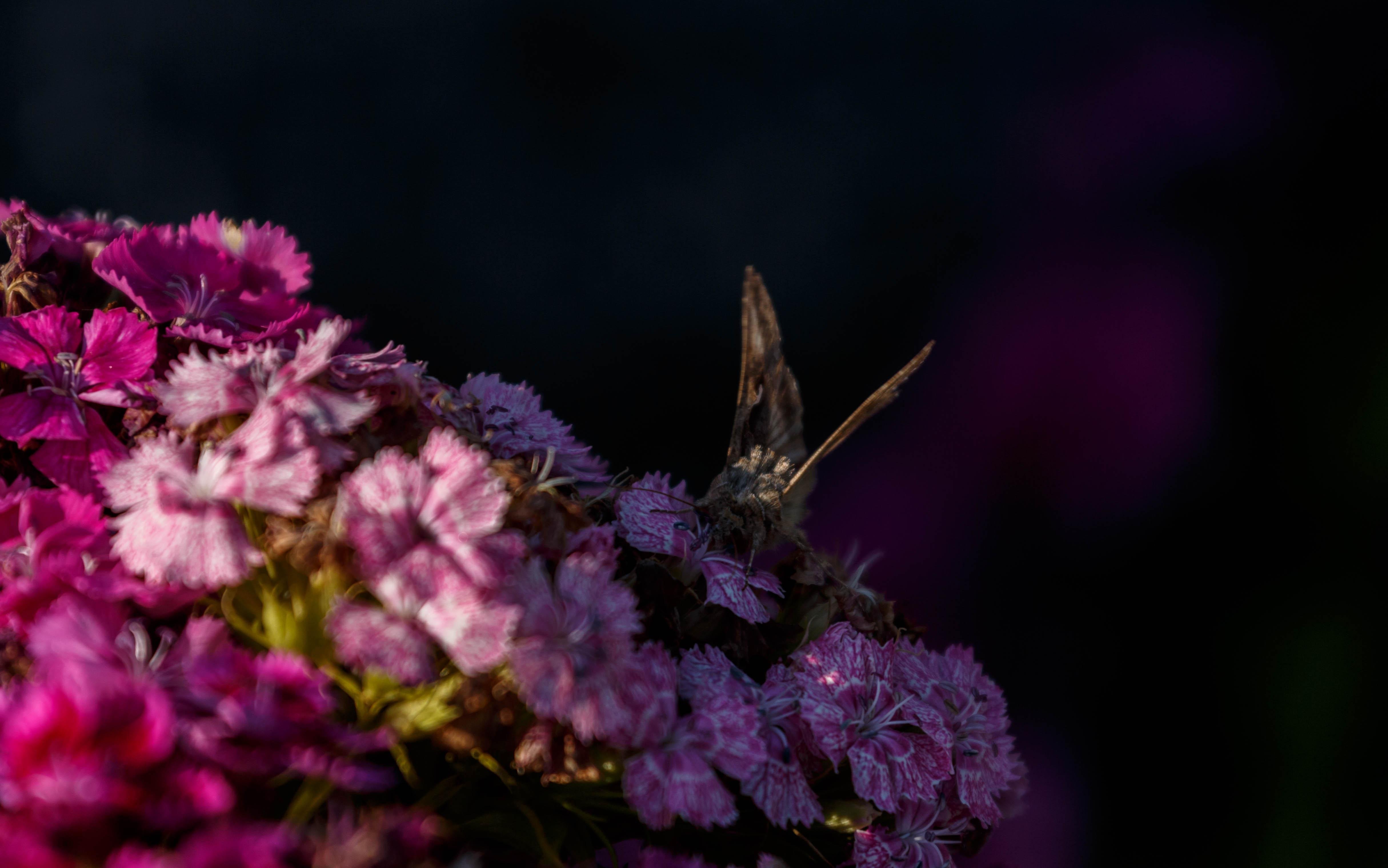 A silver Y (Autographa gamma) feeding on sweet William (Dianthus barbatus).