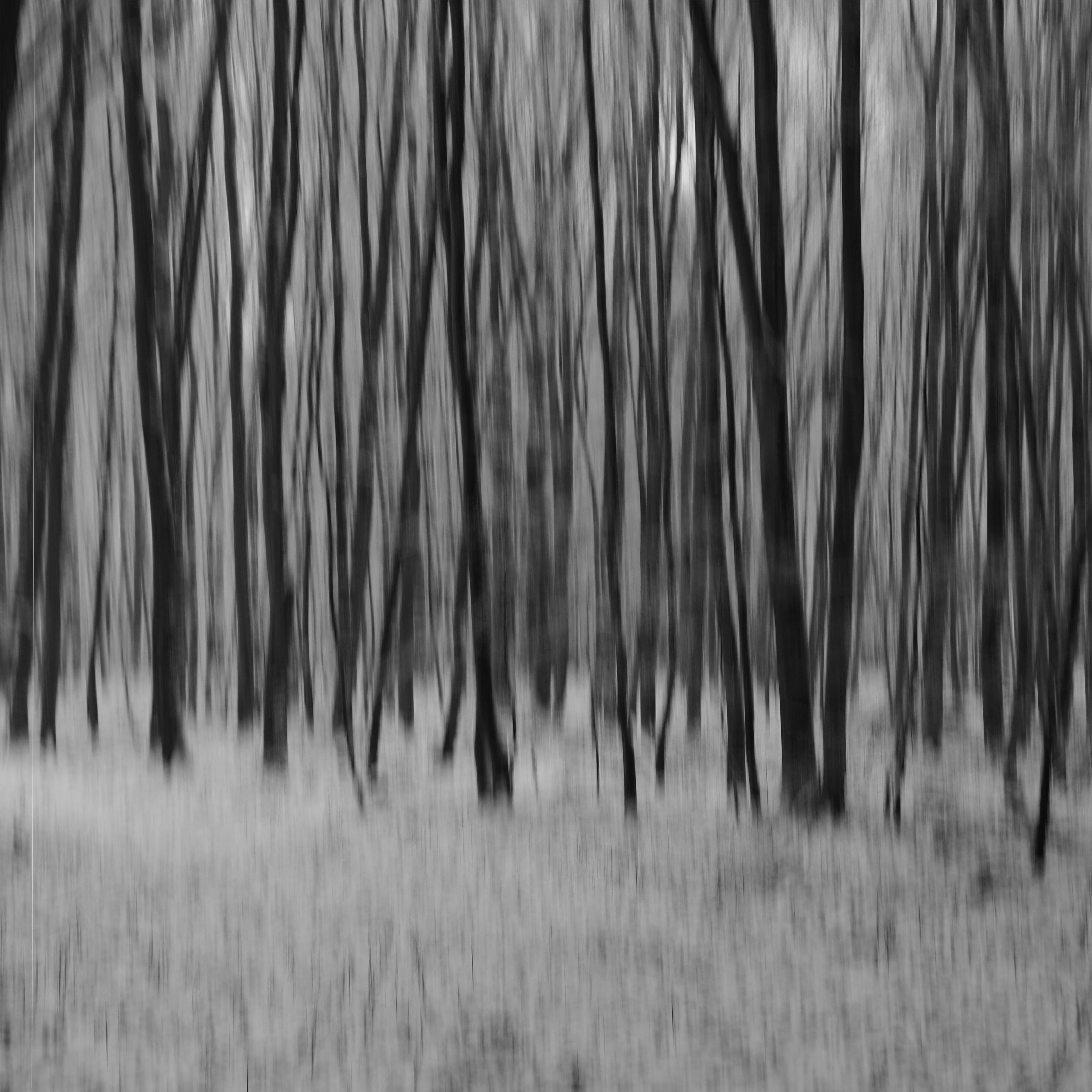 ICM blurred photograph of a forest with tall, thin tree trunks forming vertical streaks above a lighter foreground.