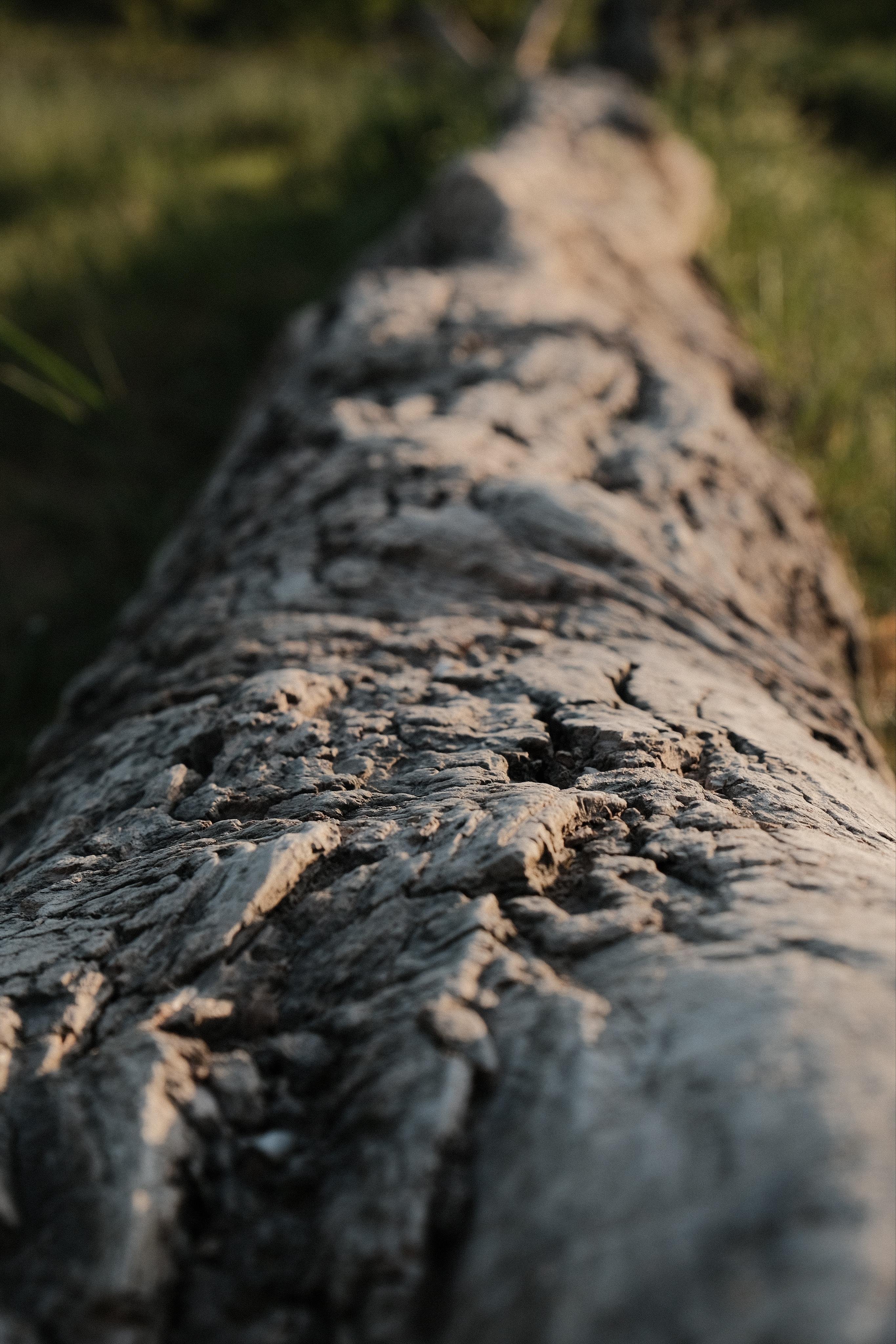 Close-up of a tree trunk lying on grass with a rough bark, running upwards from the foreground into a blurred grassy background. The shallow depth of field focuses on the foreground detailing the texture of the bark, which has been treated by weather and recurring floodings of the nearby river over many years.