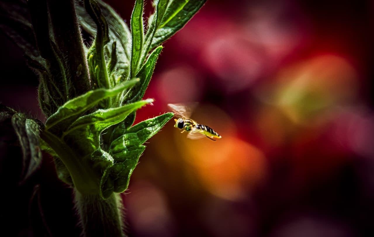 The image shows a close-up of a plant with green leaves and a hovering insect, likely a bee or a hoverfly. The background is blurred with a range of red and orange colors, creating a bokeh effect.