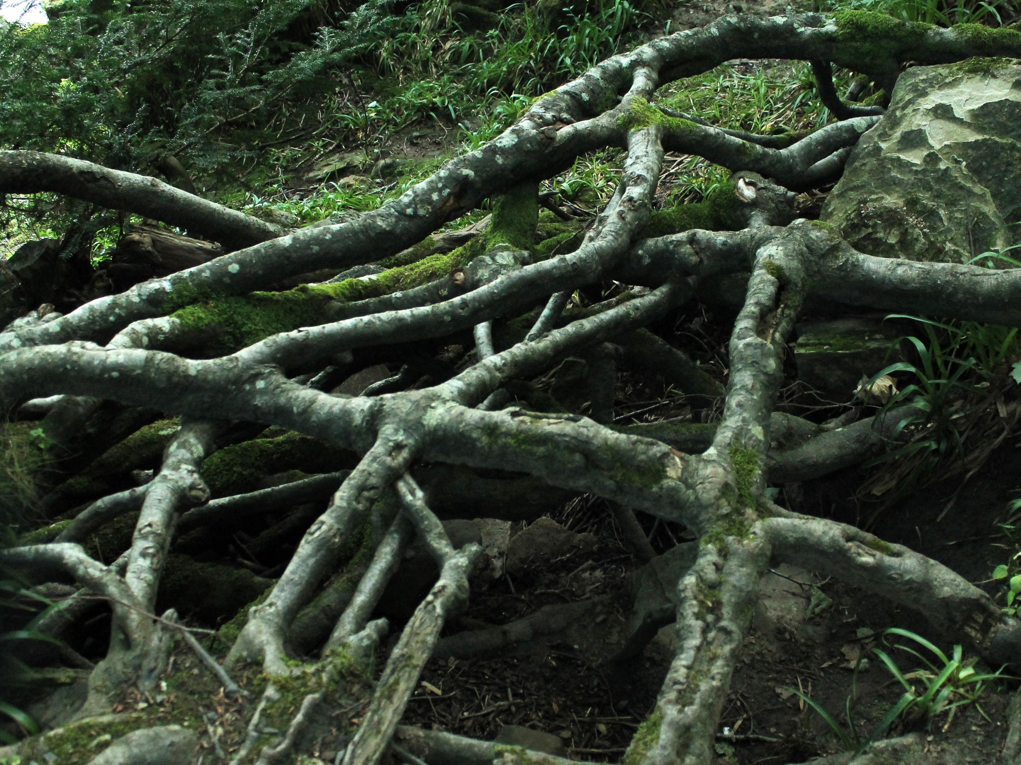 Unas raíces de árbol grandes y robustas por fuera de la tierra, como flotando sobre un agujero que hay debajo. Están formando una estraña y curiosa red. Las raíces tienen musgo y de fondo se ve la vegetación de un boque