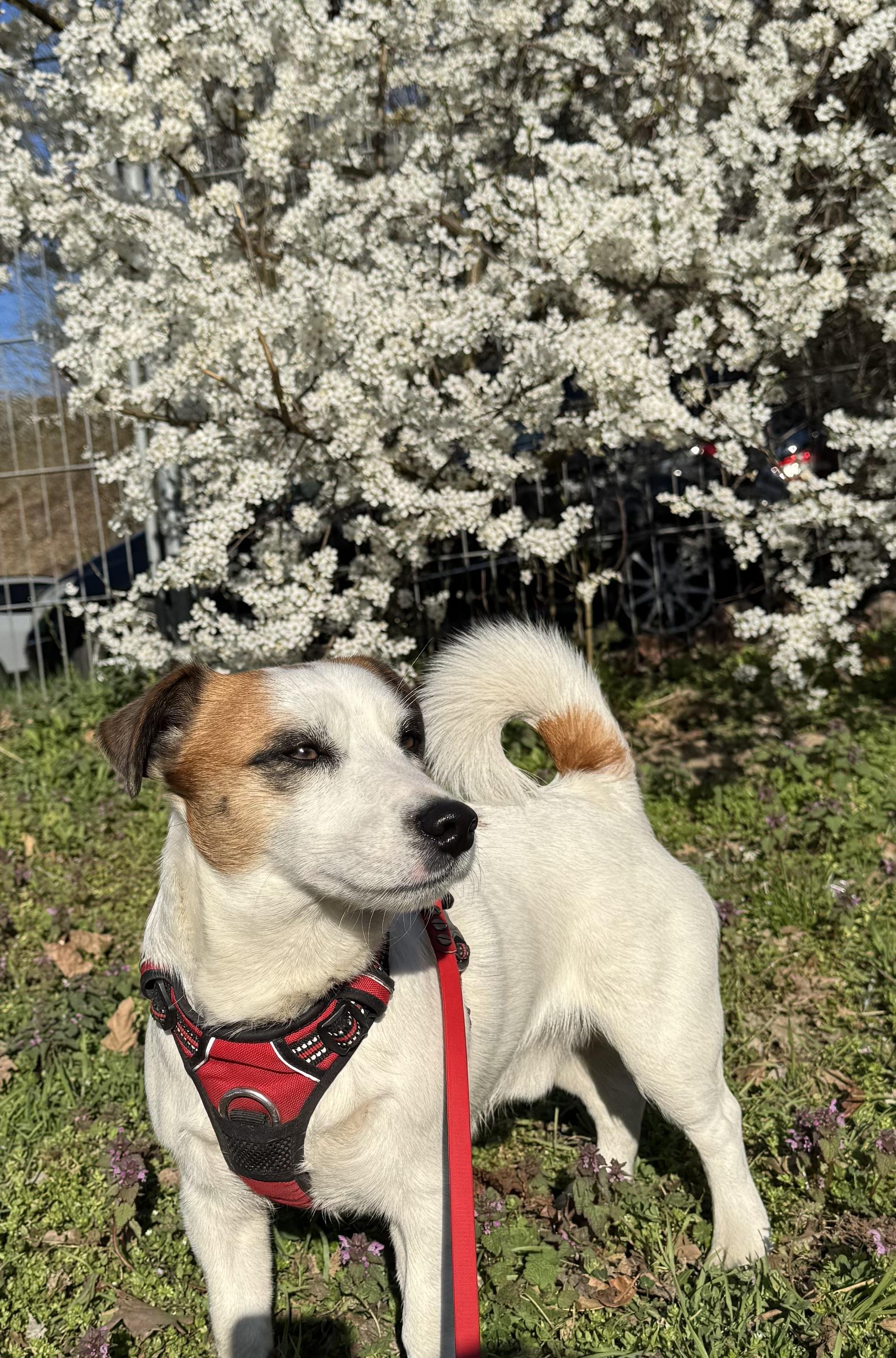 This image shows a dog wearing a red harness and leash, standing on grass. Behind the dog, there's a bush with many small white flowers. The scene is outdoors and appears to be in a bright, sunny environment.