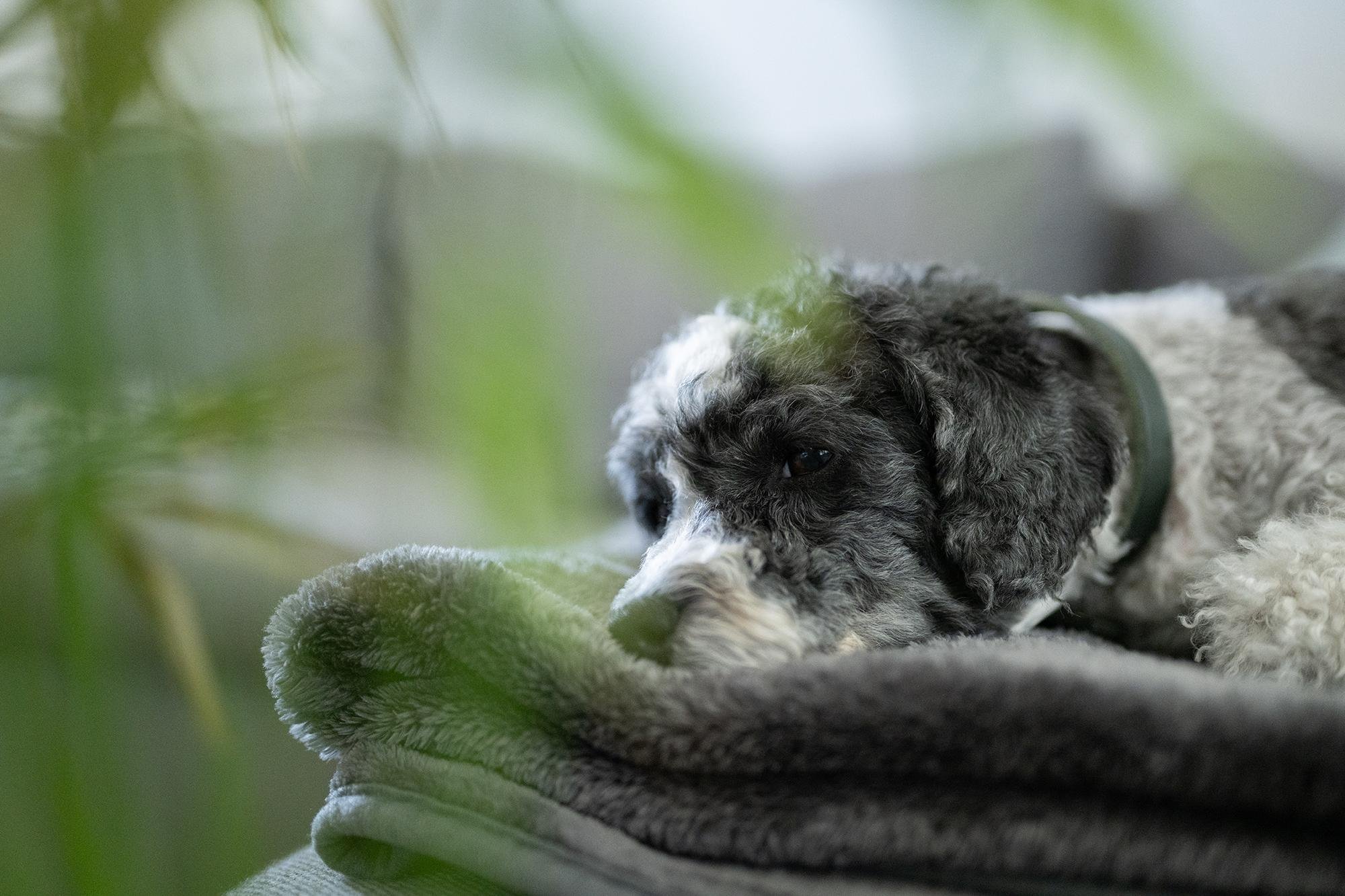 A harlekin poodle on a gray fleece blanket. There are some blurry green leaves in the foreground.