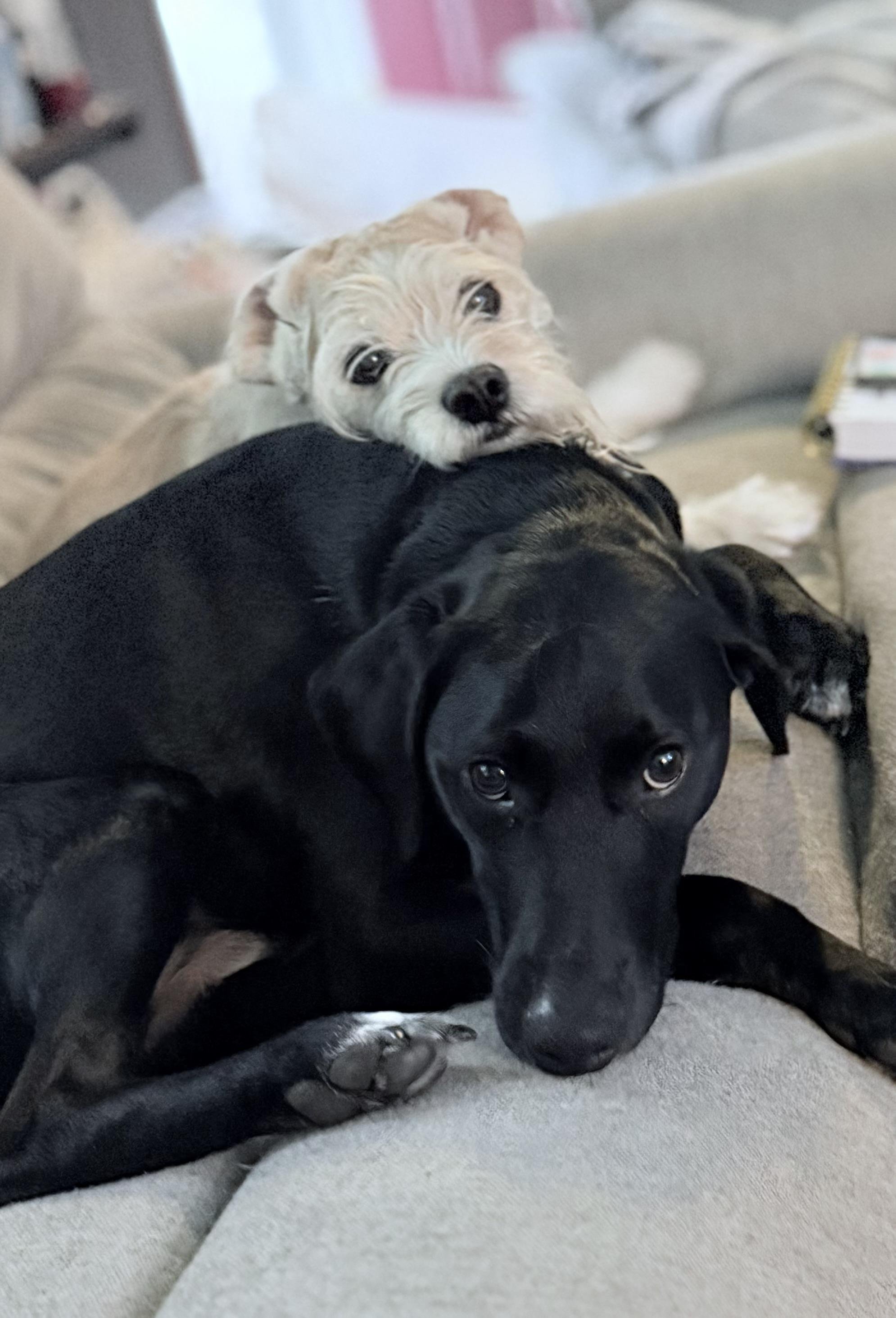 The image shows two dogs relaxing on a couch. The black dog is lying down with a light-colored dog resting its head on the black dog's back. They are both looking towards the camera.