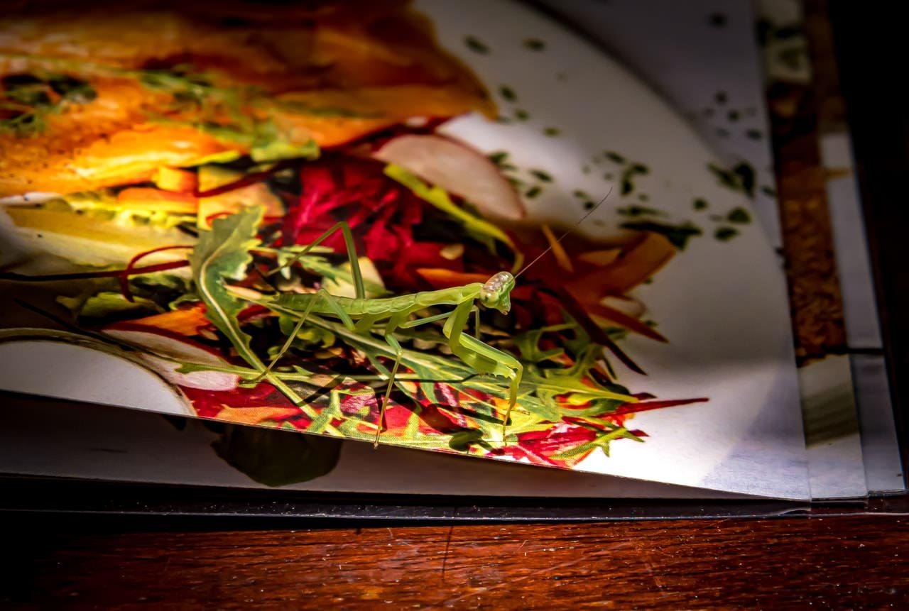 The image shows a green praying mantis on top of a magazine page that features a colorful food dish. The mantis blends in with the salad greens depicted in the photo.
