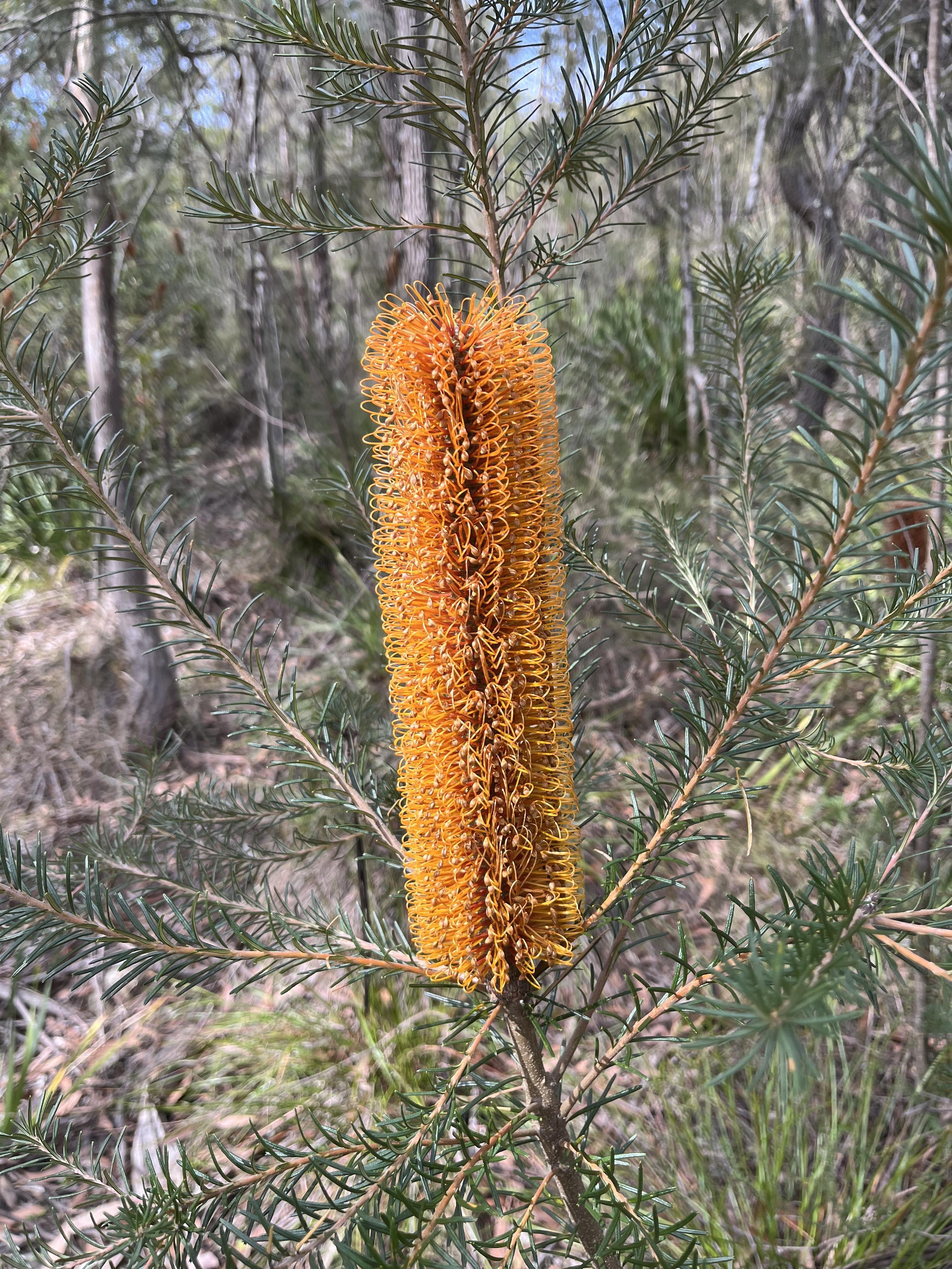 Yellow-orange cylindrical Banksia flower with spiky, looping structures on a plant with slender, needle-like green leaves. Background includes blurred greenery and tree trunks in a natural setting.