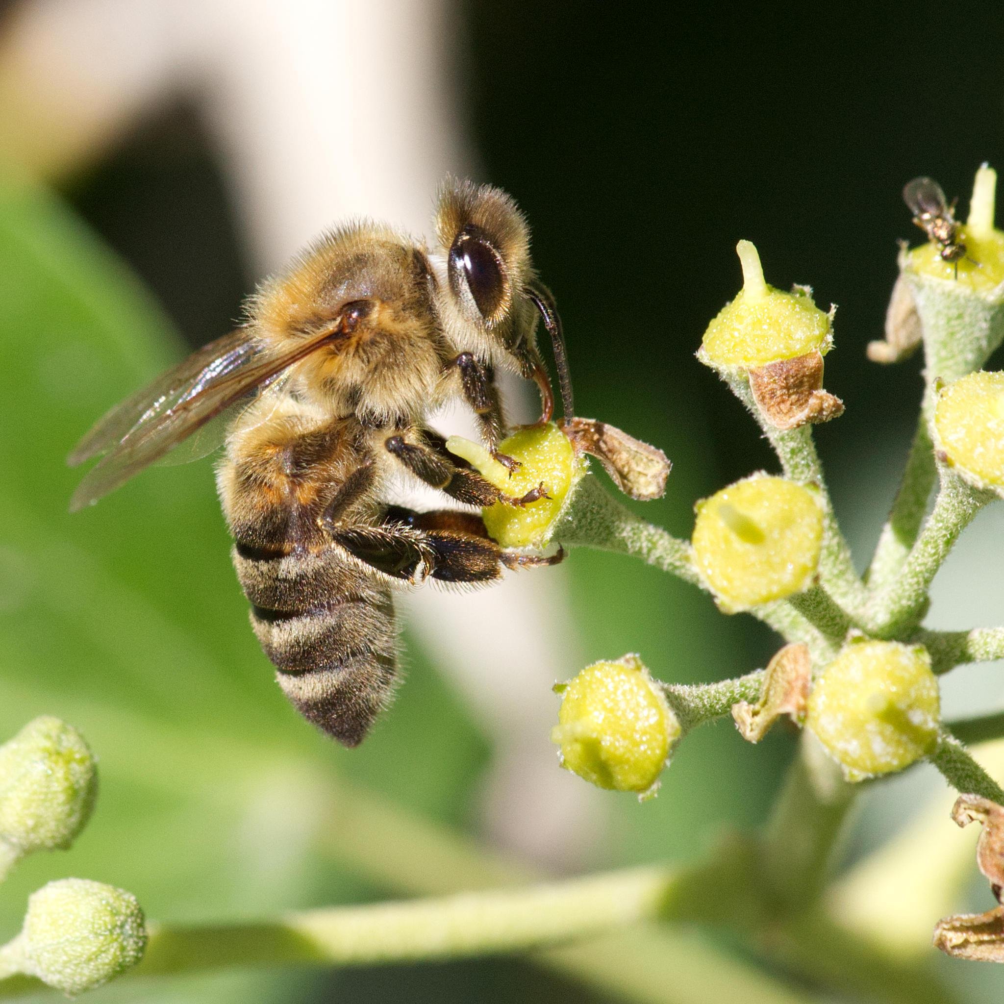 Western honey bee on an ivy flower. The bee is a duller brown than the ivy bee, and the bands on the abdomen less sharply defined - overall just slightly less sharp and neat compare to the other bee.