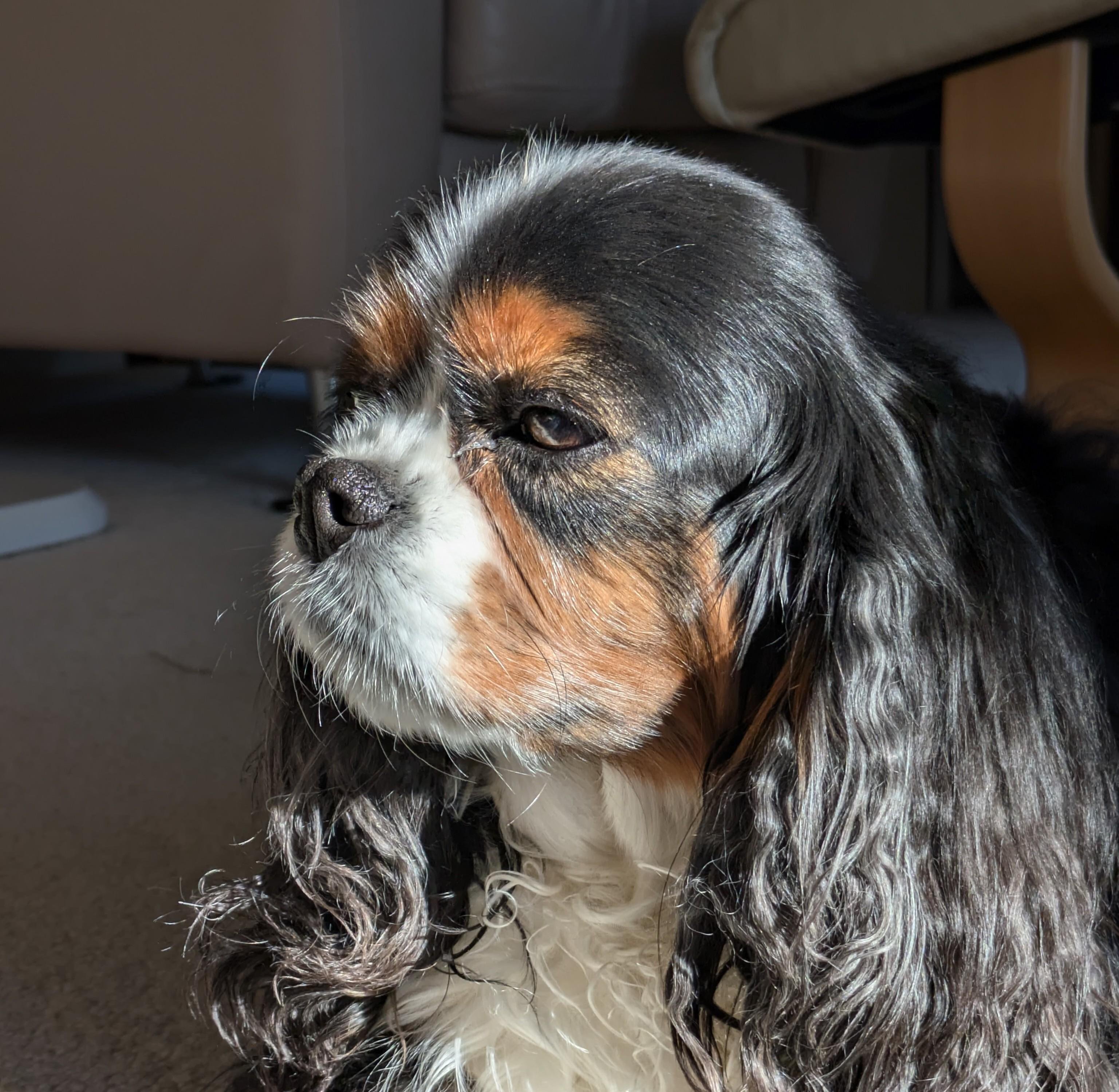Dillon, a Cavalier King Charles Spaniel