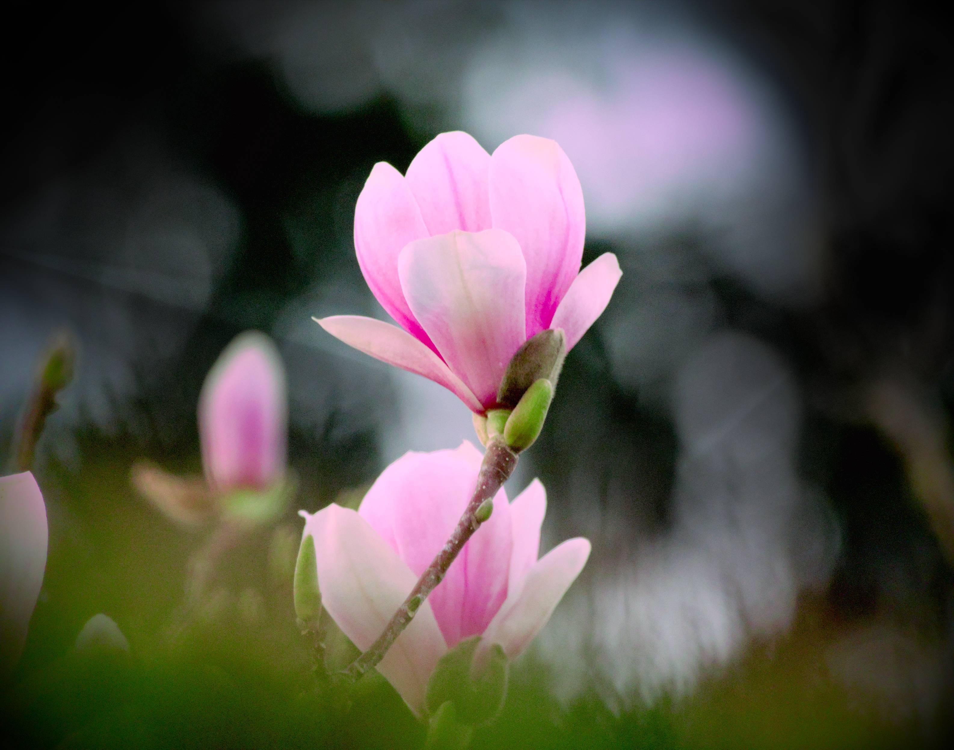 L'image montre un gros plan d'un magnolia rose en fleur. La fleur se détache sur un fond flou, mettant en valeur ses pétales et sa couleur vibrante.