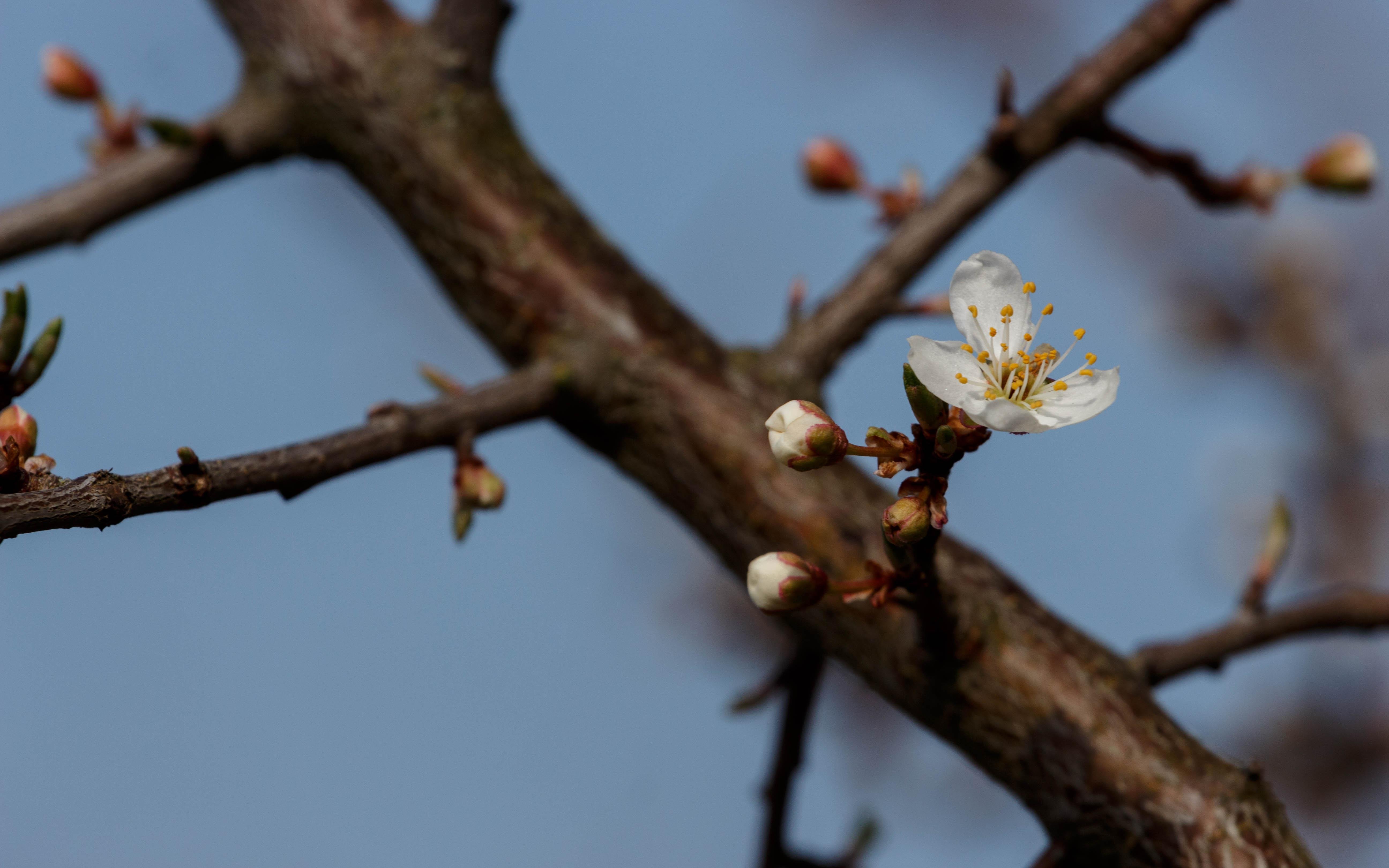 A cherry blossom of a cherry plum (Prunus cerasifera) with a few buds next to it.