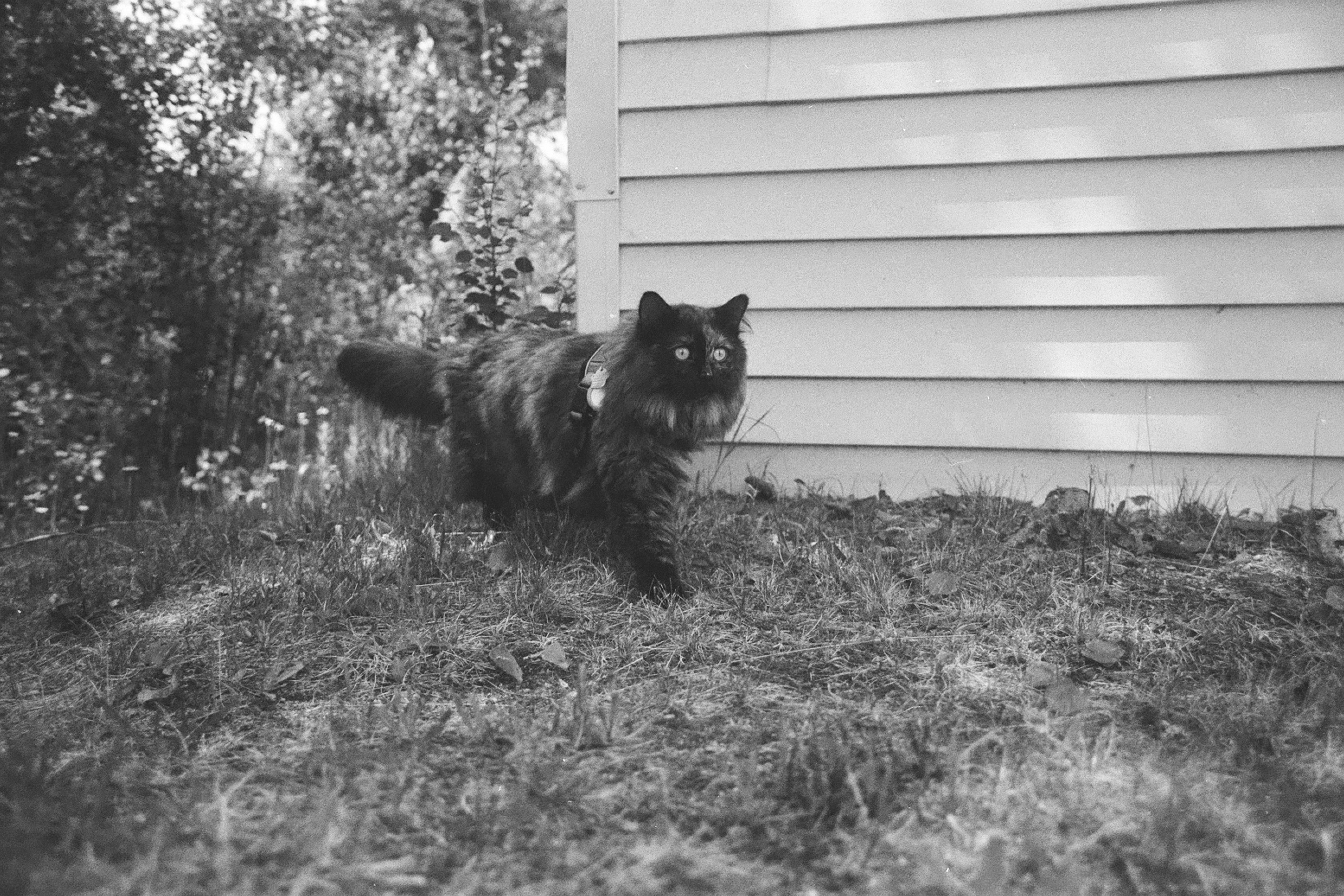 A fluffy, dark-colored cat with wide eyes stands on grass next to a house with horizontal siding. The background includes foliage and trees, creating a natural, outdoor setting. Shadows are cast on the ground and the building. The image is in black and white.