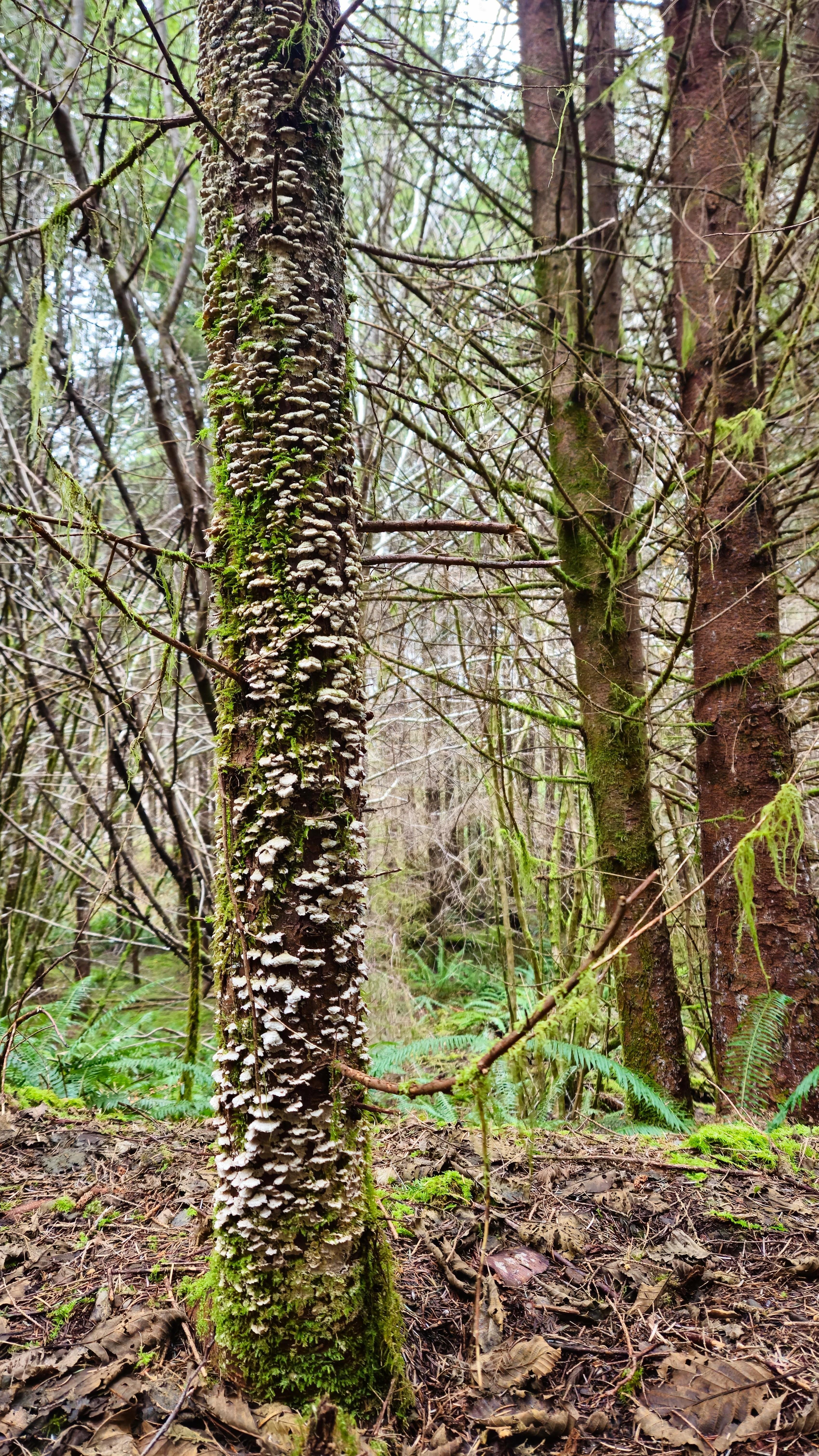 Tree trunk in a damp forest, covered with many small white shelf fungi and patches of green moss; bare branches and other mossy trees in the background, with ferns and leaf litter on the forest floor.