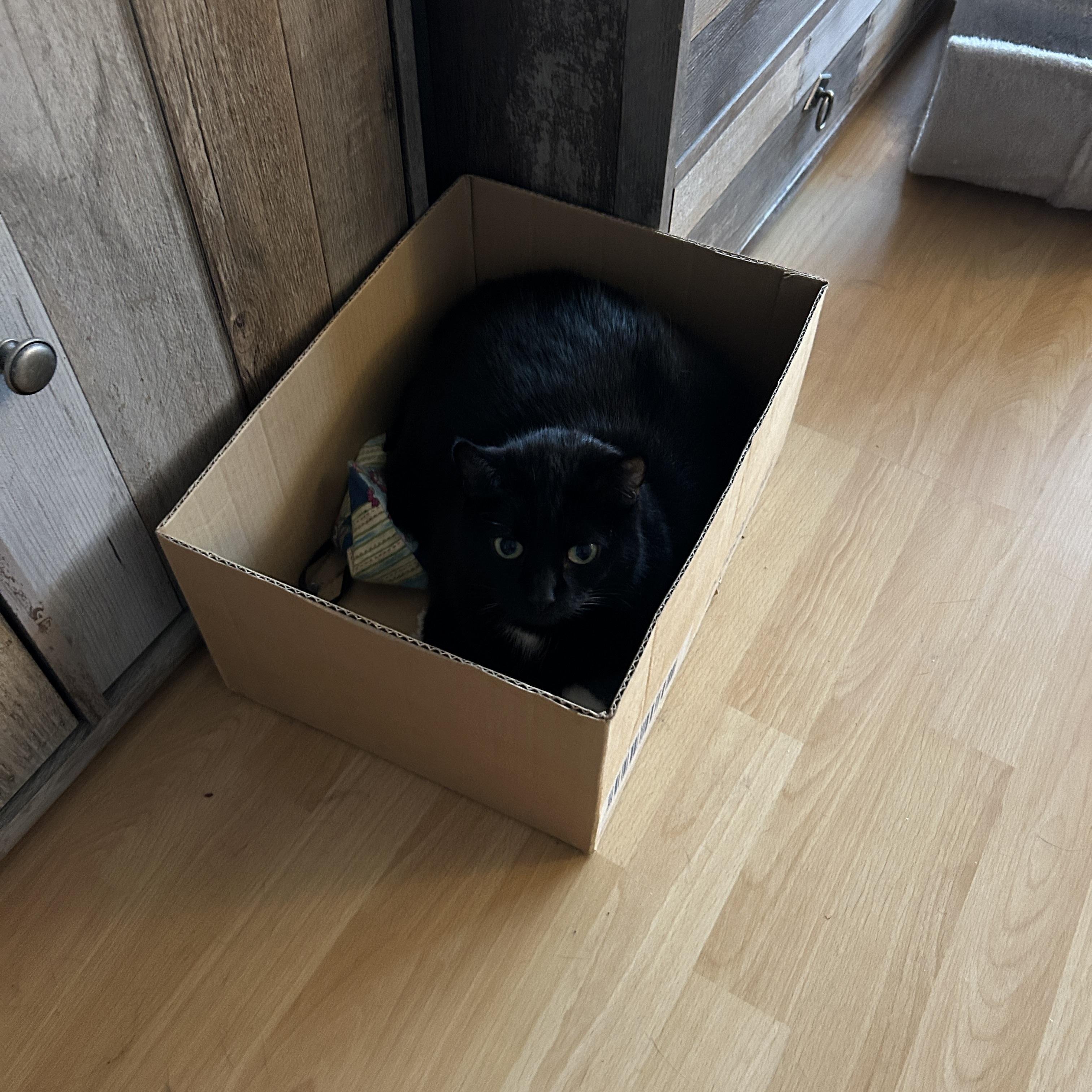 Das Bild zeigt eine schwarze Katze, die in einem mittelgroßen Karton auf einem hellen Holzboden sitzt. Der Karton steht in einer Ecke neben einem dunklen Möbelstück. Die Katze schaut direkt in die Kamera. Der Hintergrund ist unscharf, der Fokus liegt auf der Katze.