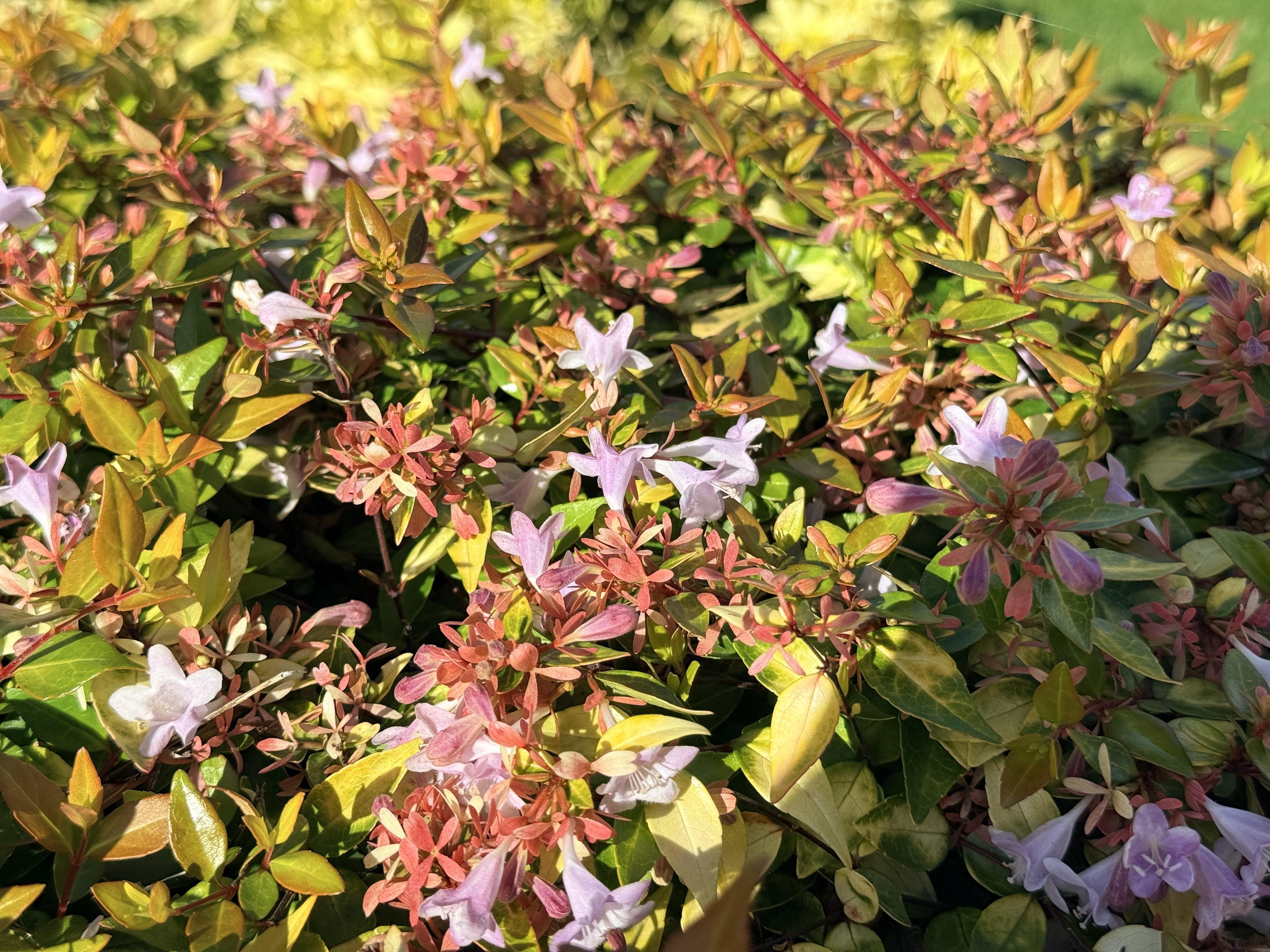 Dense foliage with small, delicate flowers among vibrant green leaves. The flowers are light purple and scattered throughout, contrasting with reddish new leaf growth. Sunlight highlights the textures and colors, creating a lush and colorful composition.