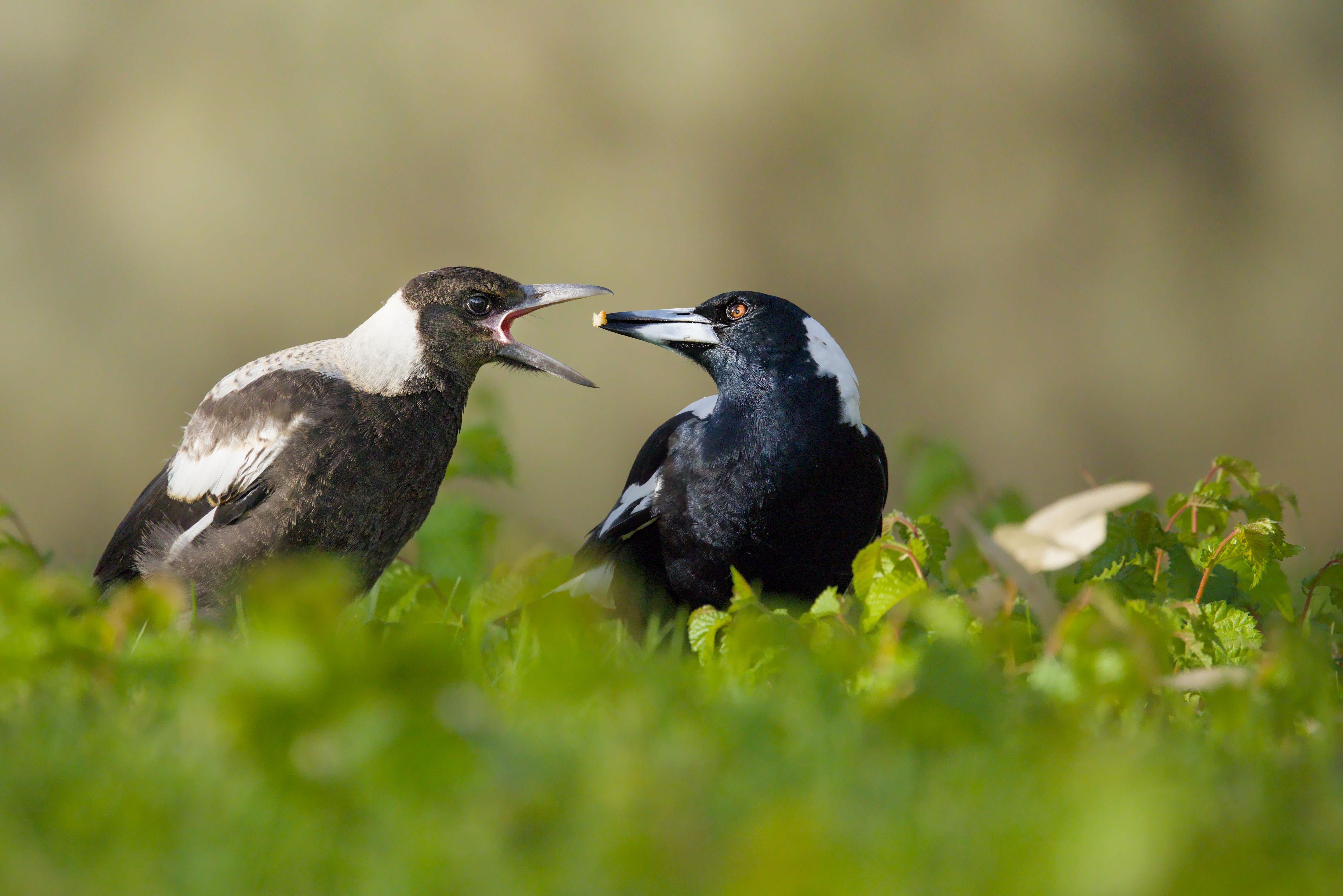 The juvenile Australian magpie on the left holds its beak open toward an adult Australian magpie bird on the right. The parent is feeding it with food it caught on the grass.