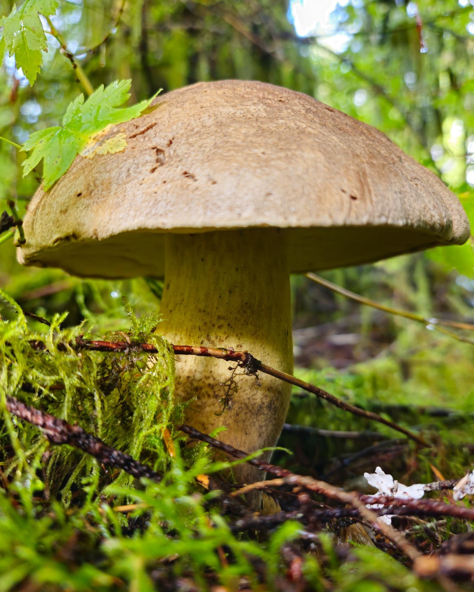 Large brown-capped mushroom with a thick pale stem growing in mossy forest ground, with green leaves and twigs in the foreground and blurred trees in the background.