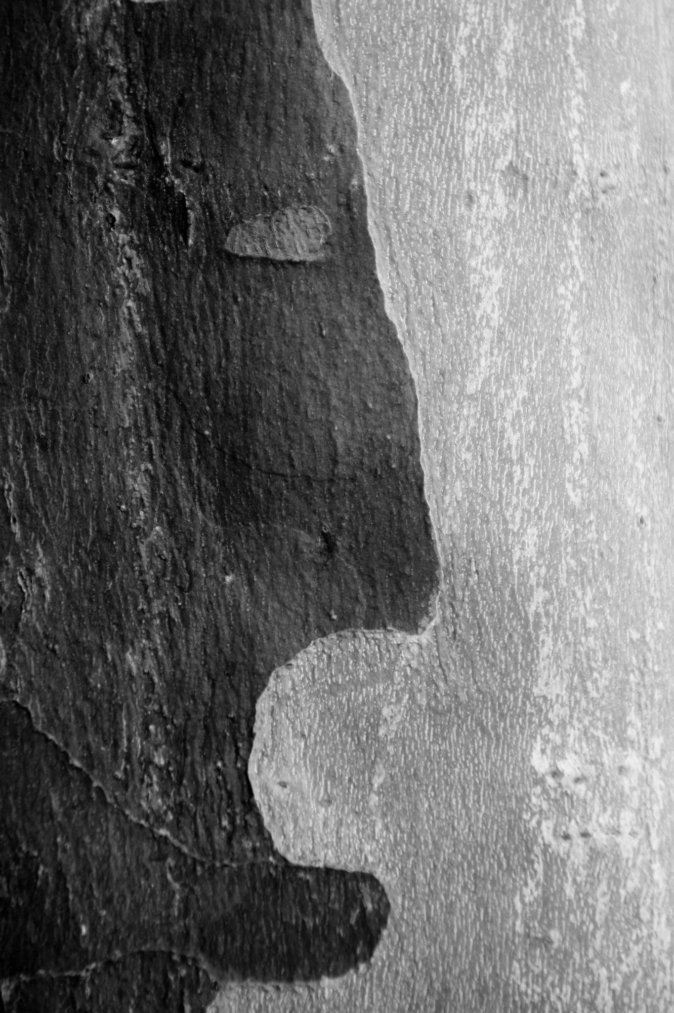 A black-and-white close-up of sycamore bark divided vertically into a dark, rough section on the left and a lighter, striped section on the right. The dark half resembles the profile of a face.