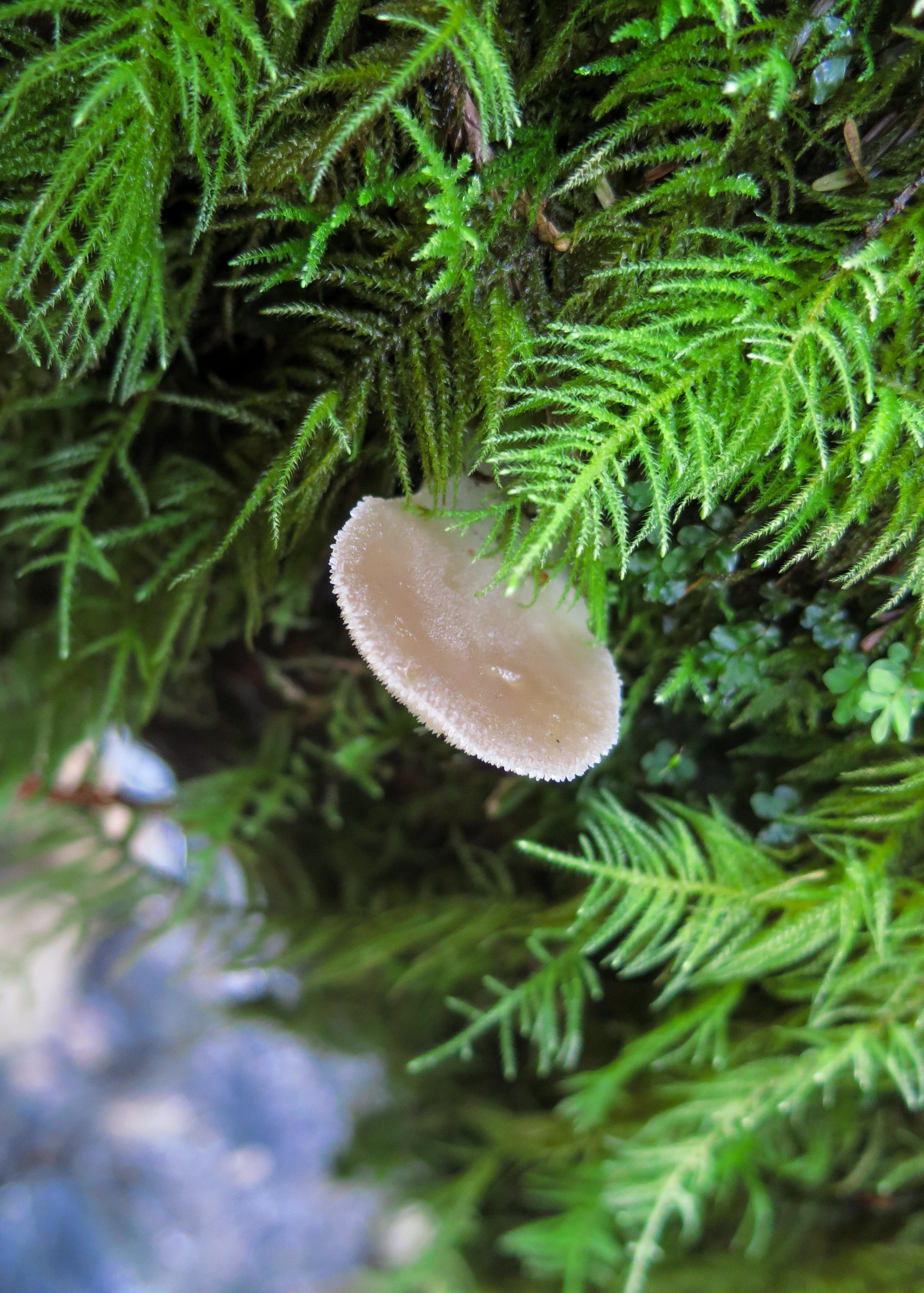 The image shows a small mushroom growing among vibrant green moss. The mushroom has a light brown cap with a slightly fuzzy edge.