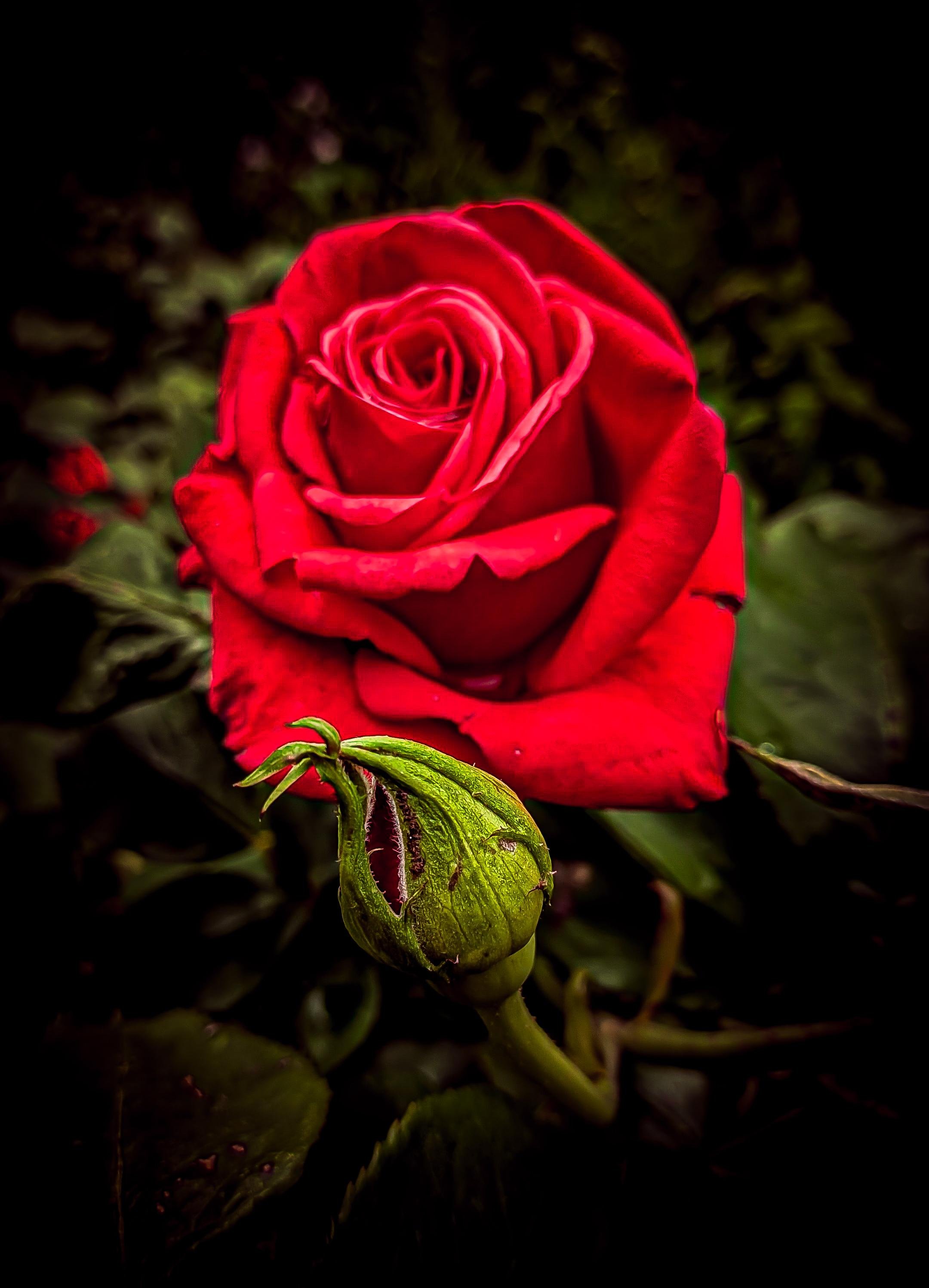 Close-up of a fully bloomed red rose with layered petals, with an unopened green bud in the foreground against a dark, blurred leafy background.