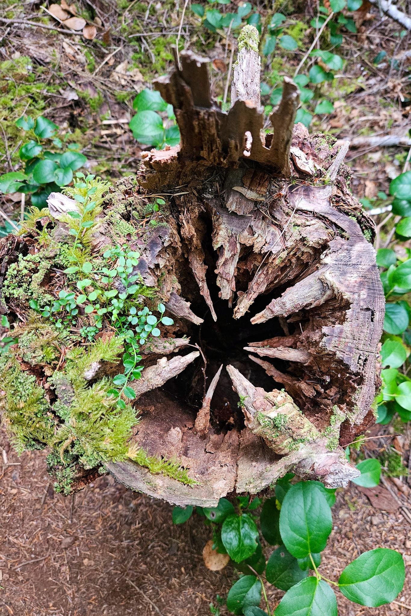 Top-down view of a hollow, decaying tree stump with splintered wood radiating into a dark center, covered with patches of moss and small plants, surrounded by forest ground and green leaves.