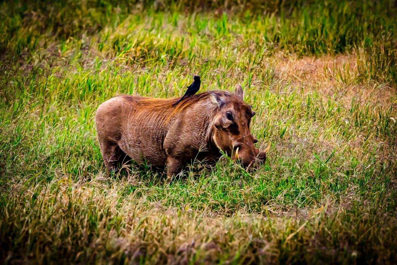 The image shows a warthog grazing in a grassy field. There is a black bird perched on its back. The setting appears to be a natural, outdoor environment.