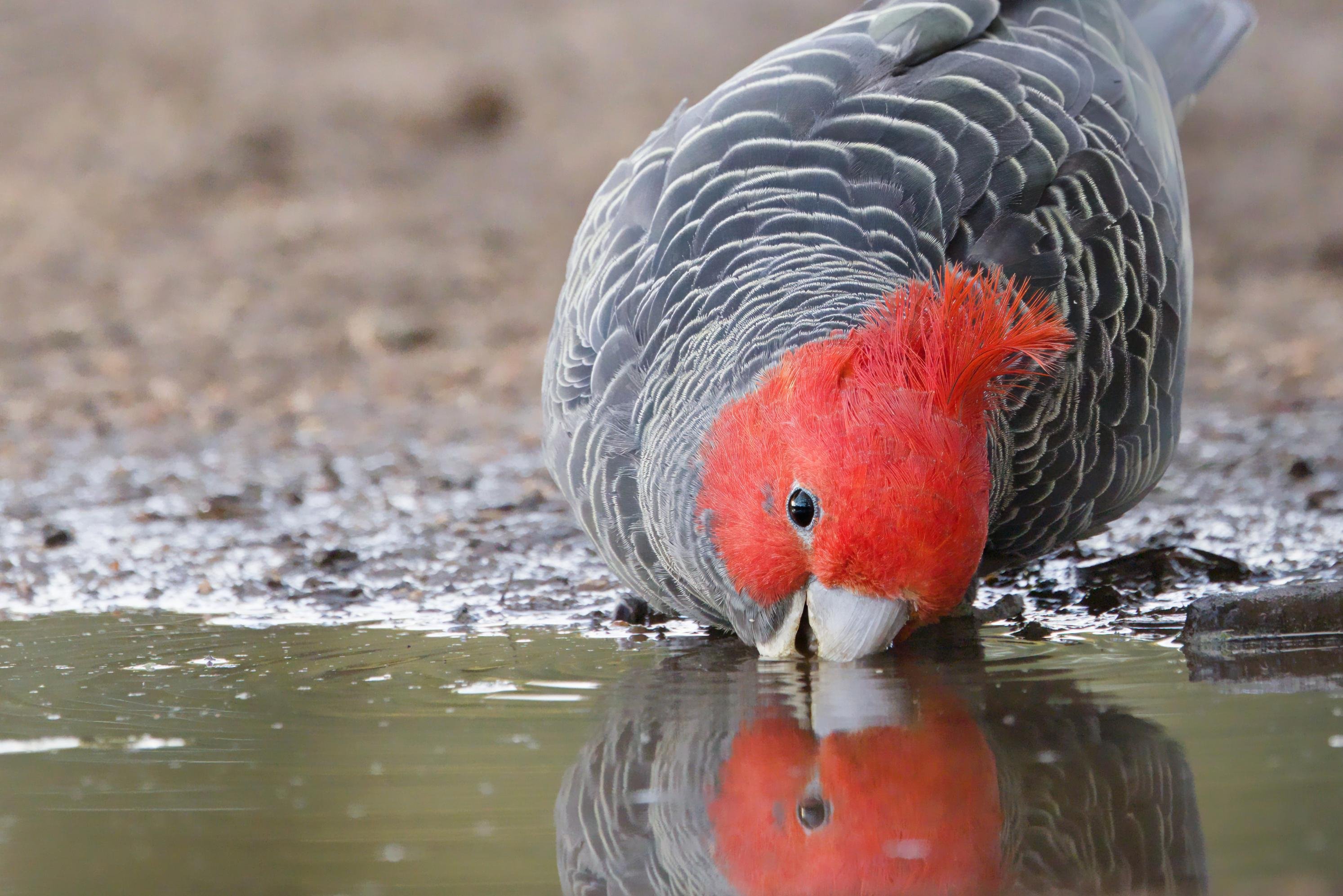 A male ganggang drinking from a shallow puddle, its beak touching the water and its reflection visible on the surface.