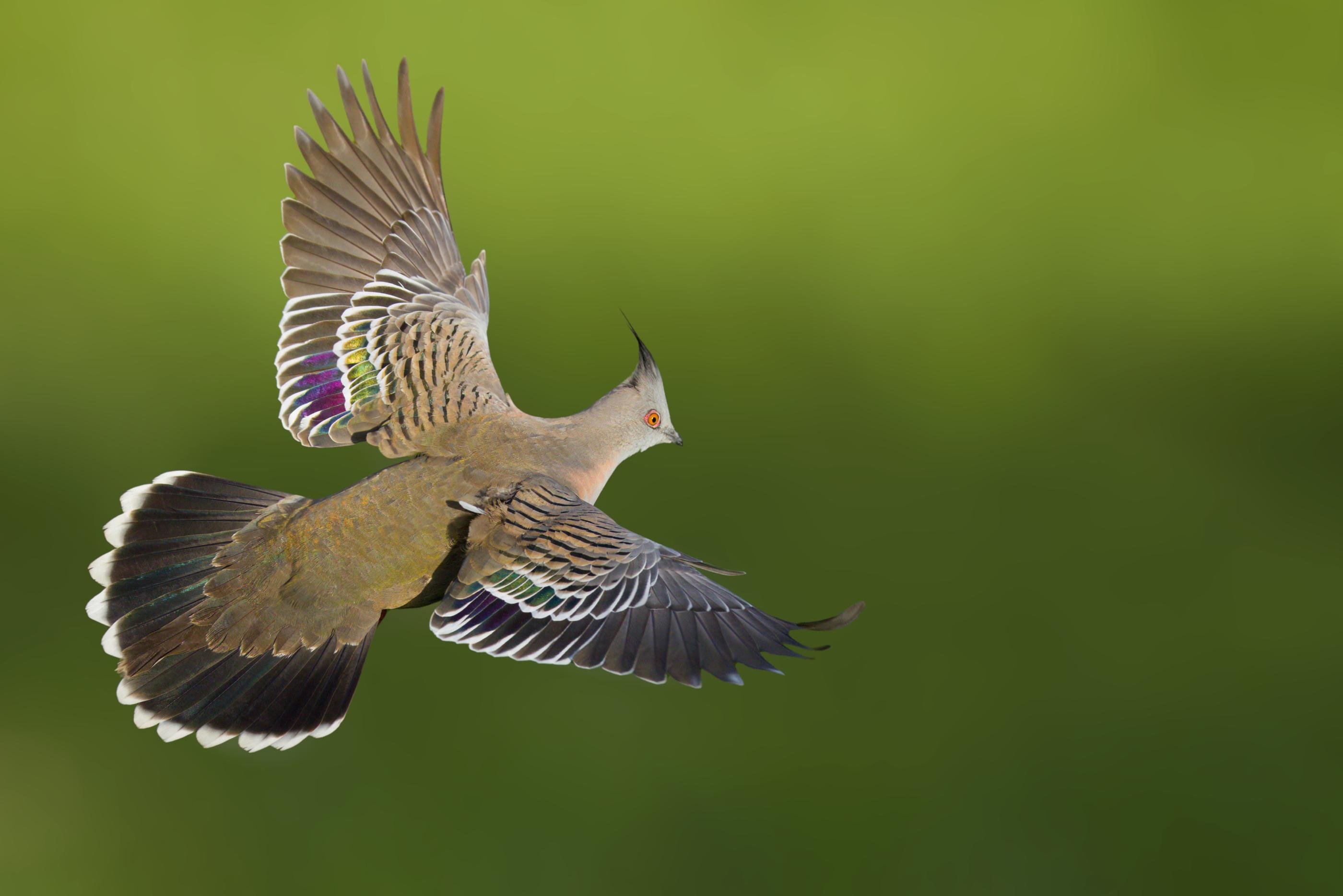 A Crested pigeon in mid-flight with wings fully spread, showing barred and iridescent purple-green patches on the upper wings against a blurred green background.