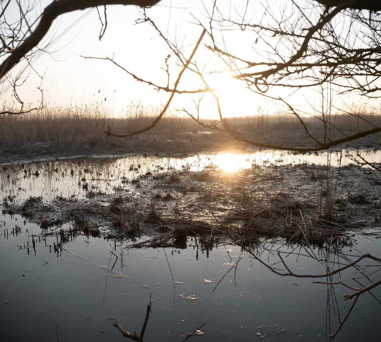 overexposed sunset with vegetation floating near rushes
