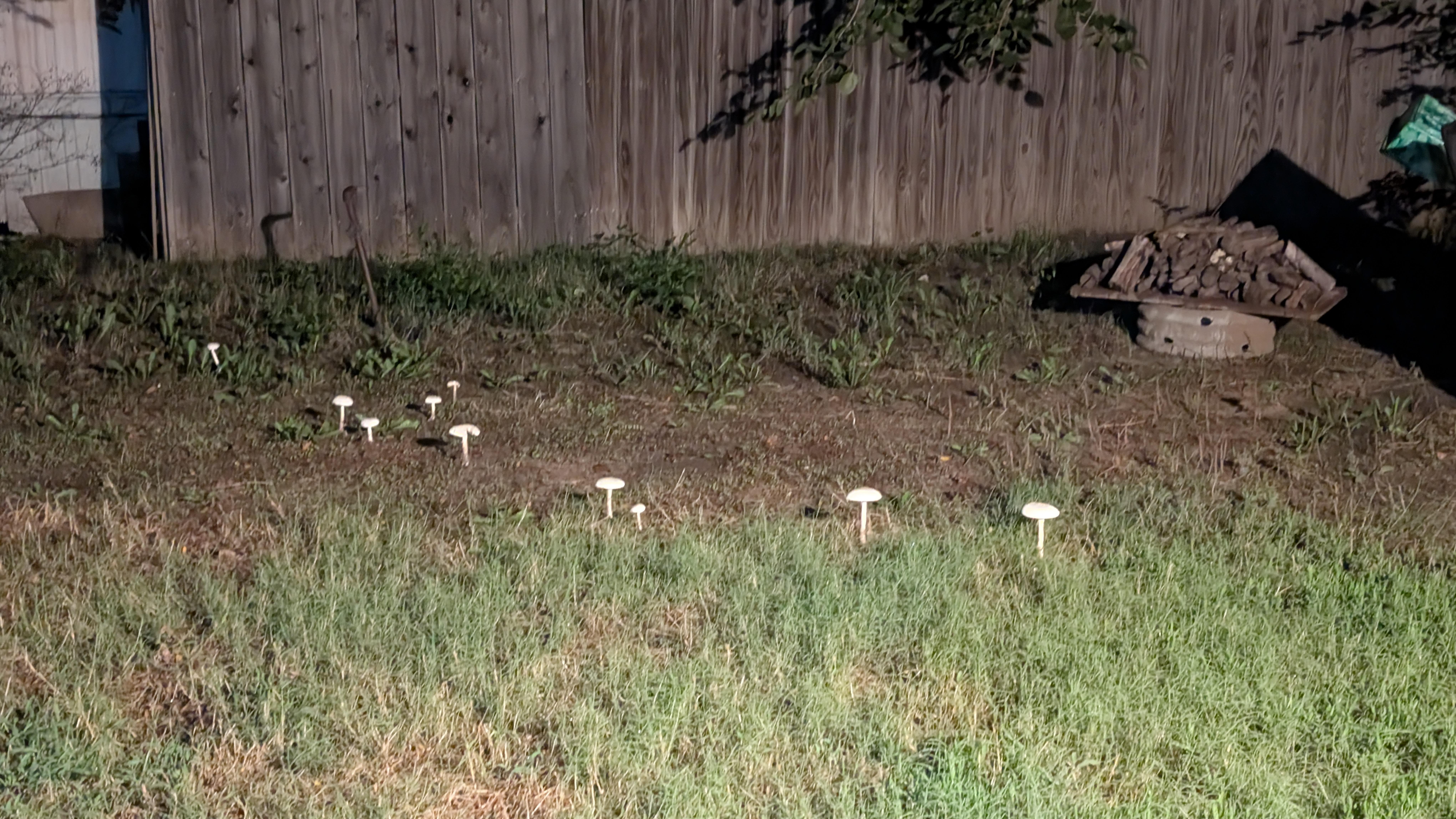 Mushrooms scattered across a grassy yard, illuminated at night. A wooden fence lines the background, partially covered by a bush or tree on the right. A stack of firewood sits on what appears to be a stone surface near the fence. The grass in the foreground appears patchy and mixed with dirt.