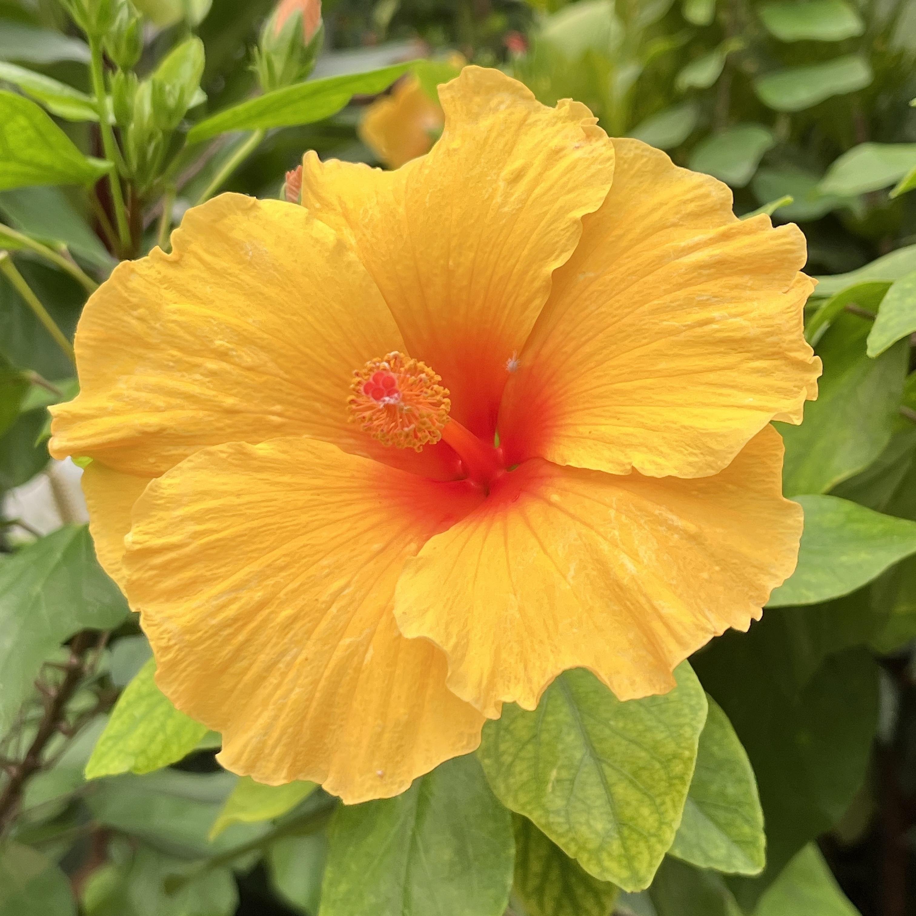 Yellow hibiscus flower with a red center and visible stigma, surrounded by green leaves.