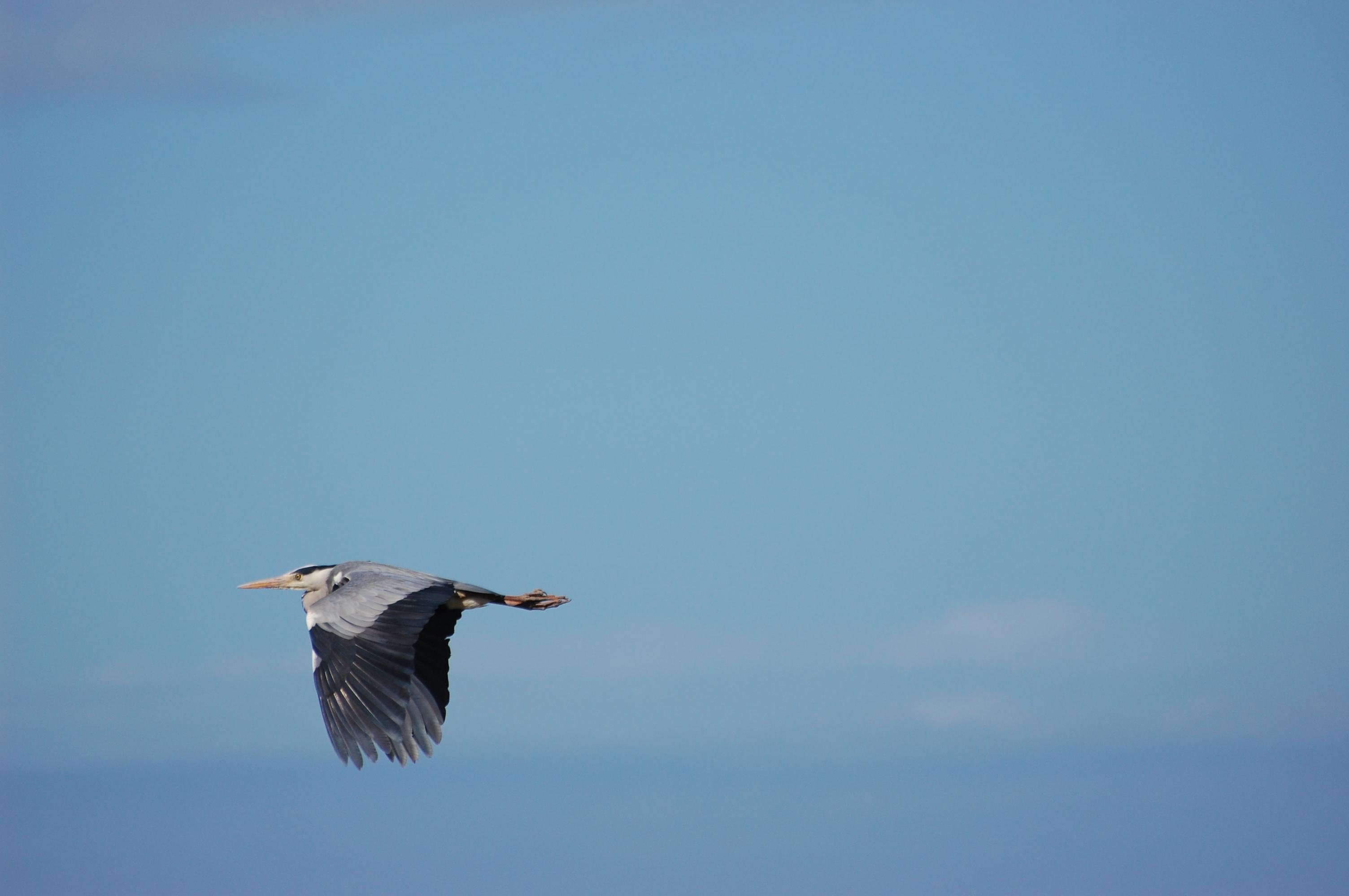 The image shows a heron in flight against a clear blue sky.