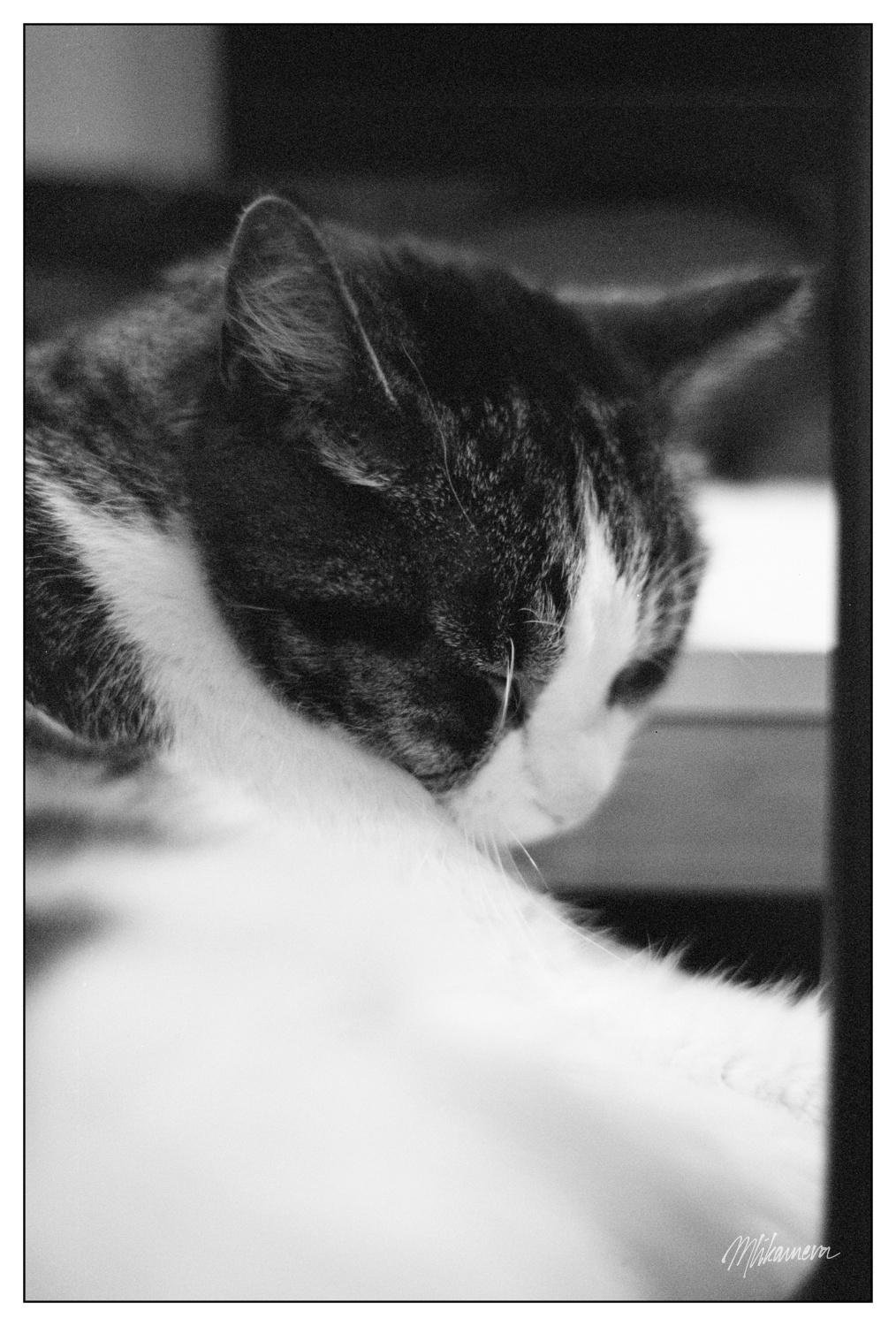 Black and white close-up of a cat with closed eyes, resting its head on its paws. The cat has a dark fur with a white face and chest. The background is softly blurred, enhancing the focus on the cat's peaceful demeanor.