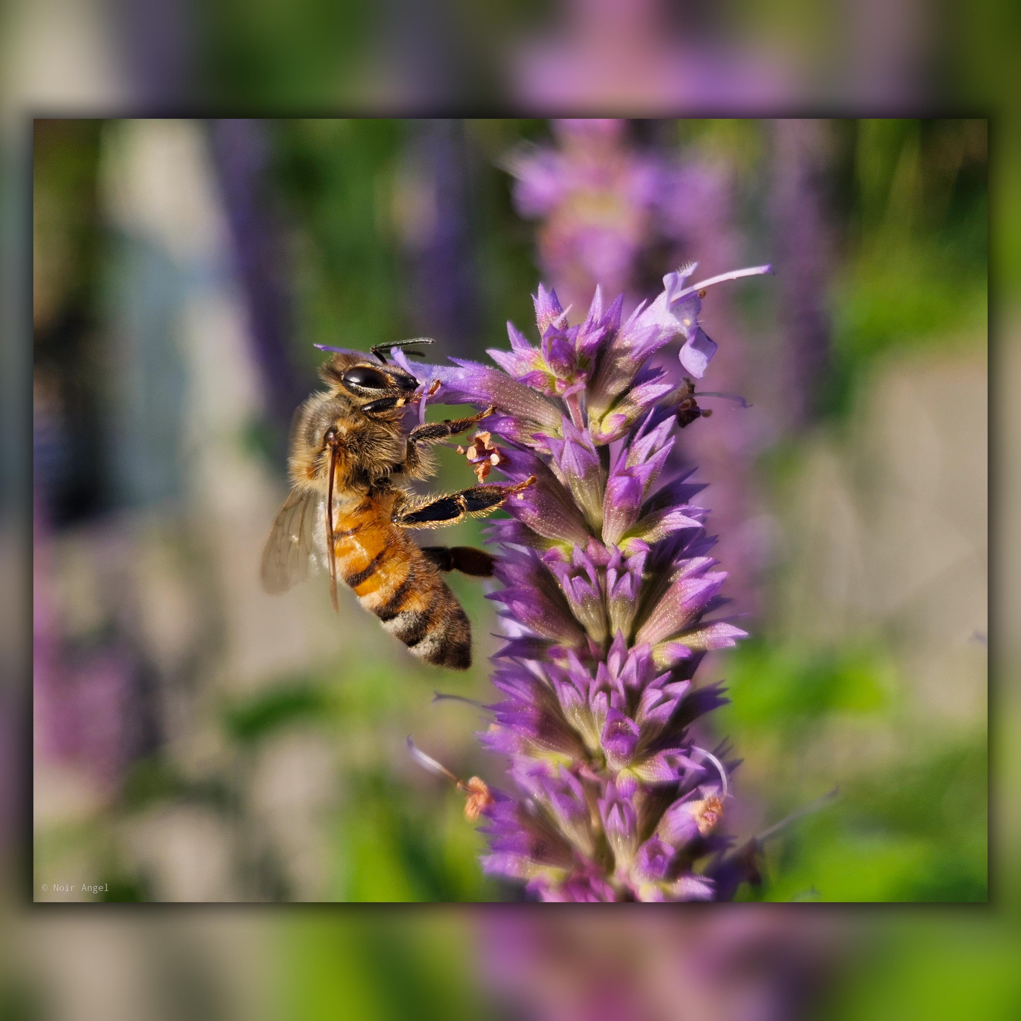 The image shows a bee on a purple flower. The bee appears to be gathering nectar, and the background is blurred, highlighting the subject in focus.