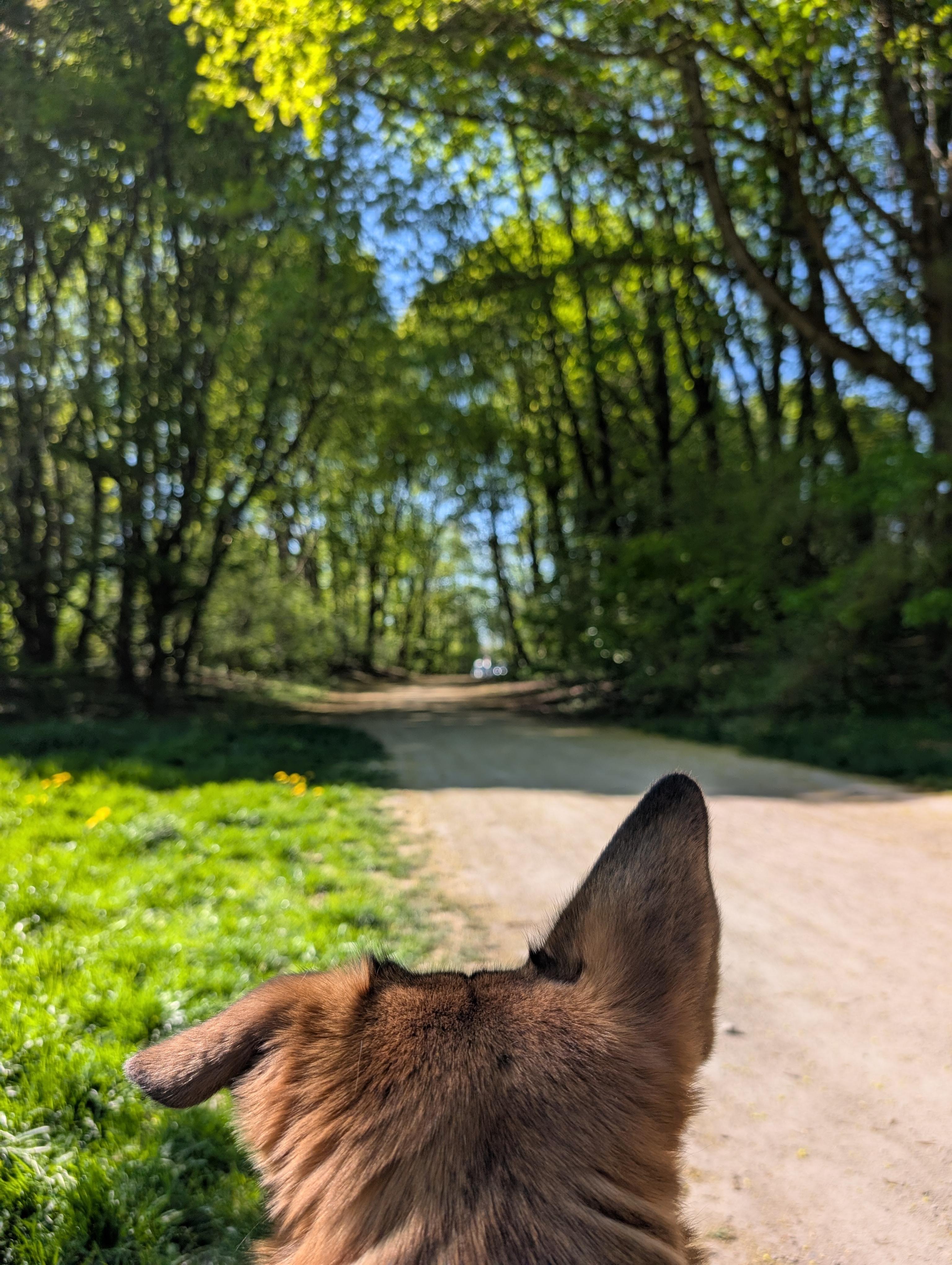 Back view of a brown dog’s head and ears in the foreground, facing a winding dirt path through a sunlit, tree-lined forest with green grass along the sides.