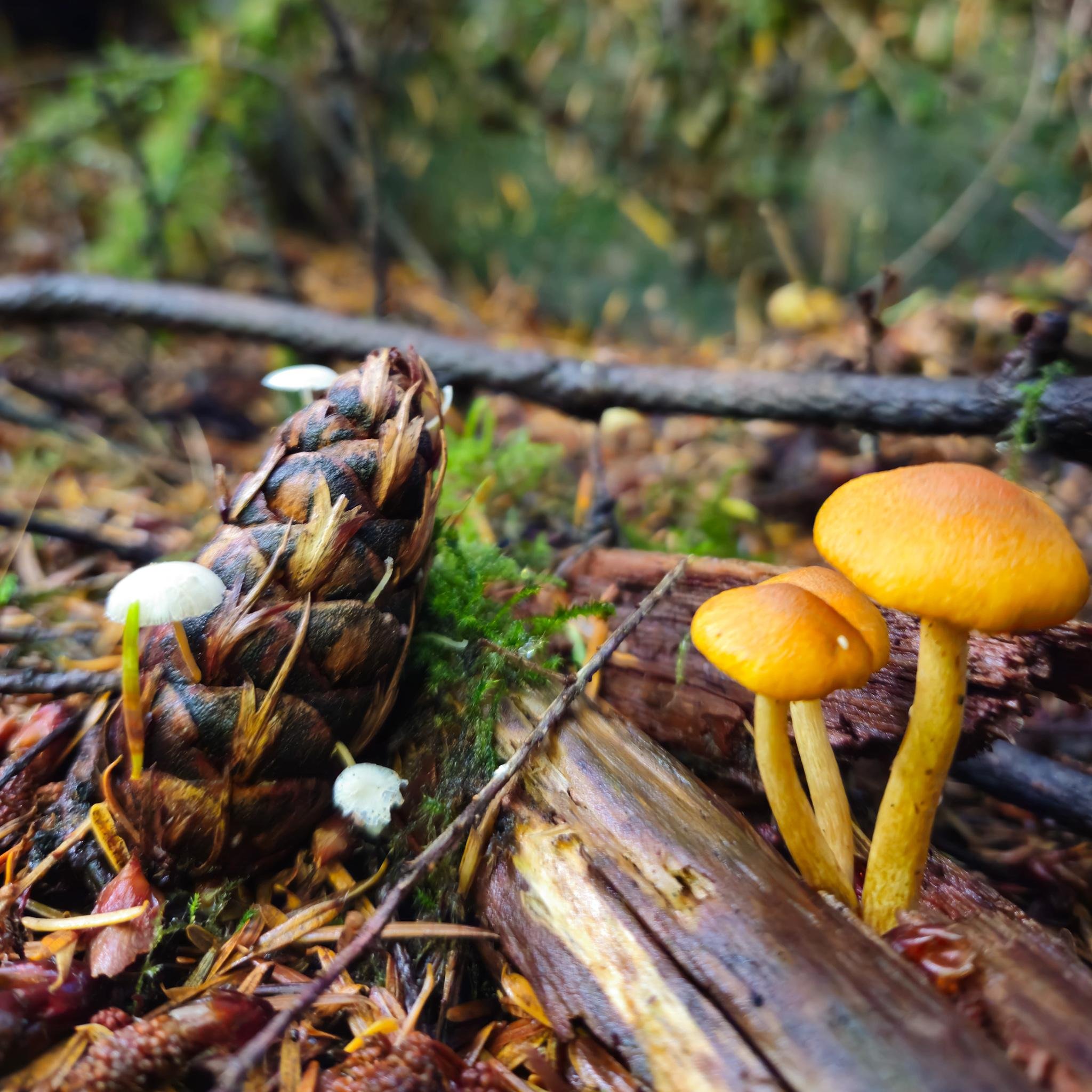 Close-up of a forest floor with a pine cone and small white mushrooms on the left and three yellow-orange mushrooms growing from a decaying log on the right, with blurred leaves and branches in the background.