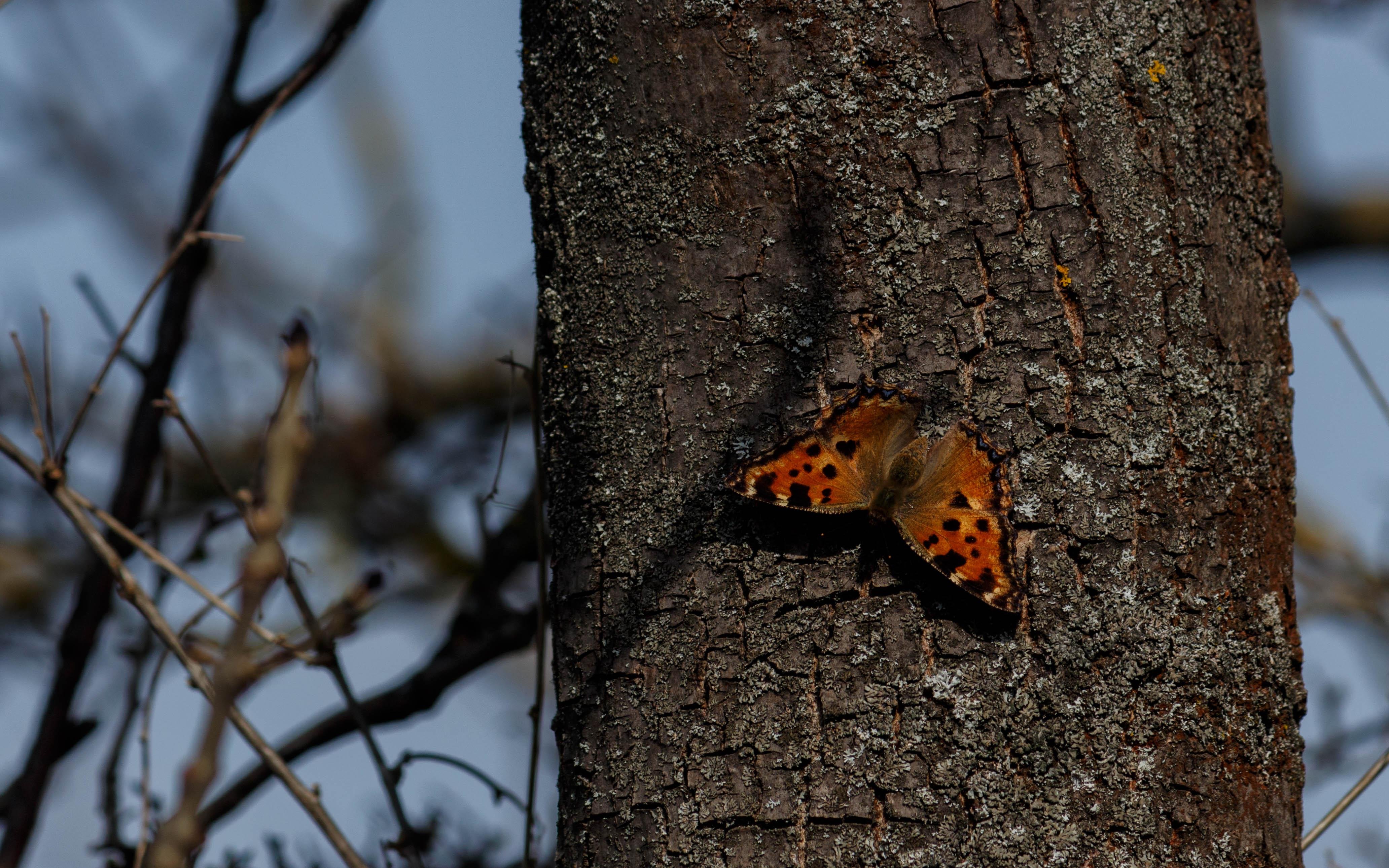 A large tortoiseshell (Nymphalis polychloros) resting on a tree trunk.