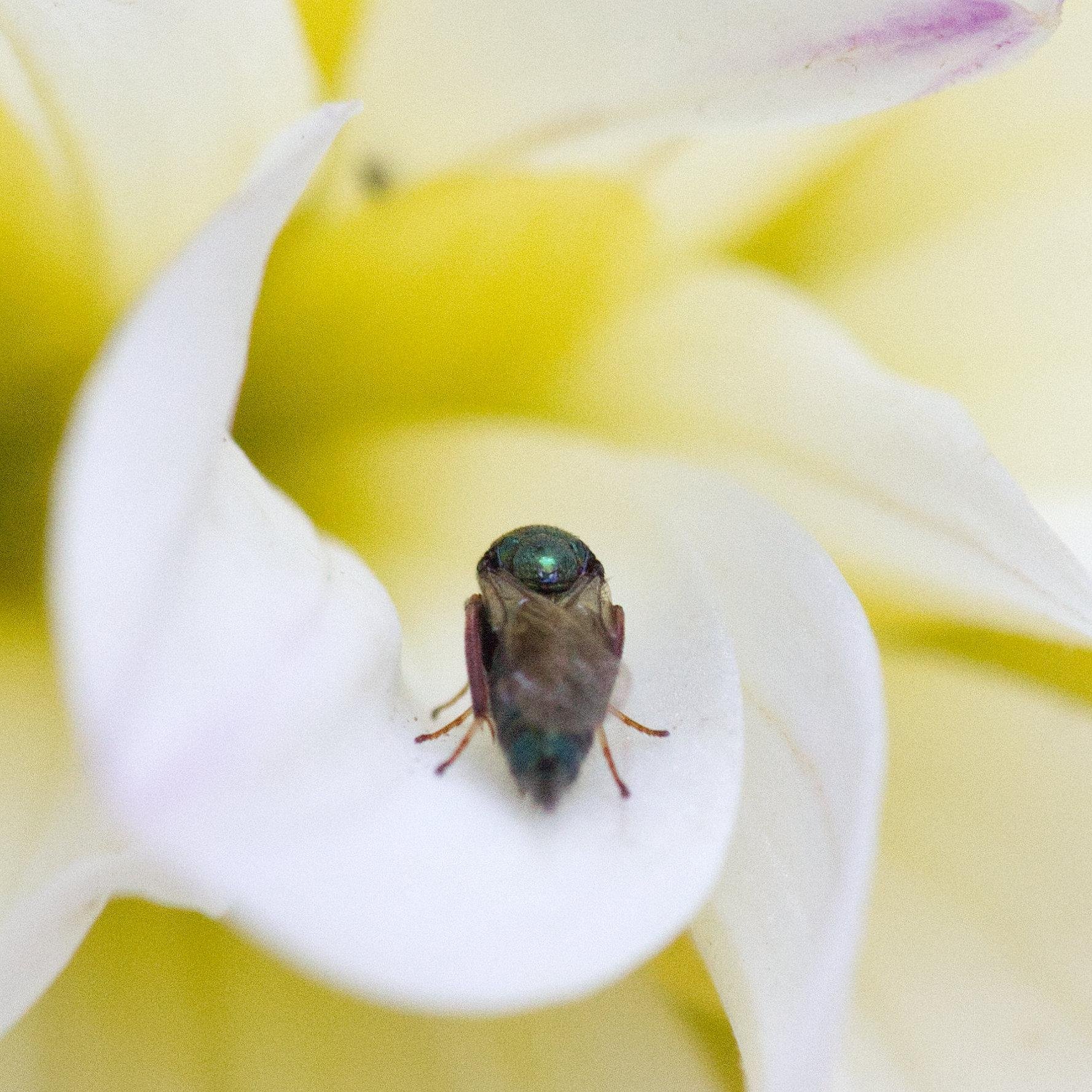 A tiny insect with a metallic green thorax, seen from behind, inside a white curled flower petal with yellow edging and hints.
