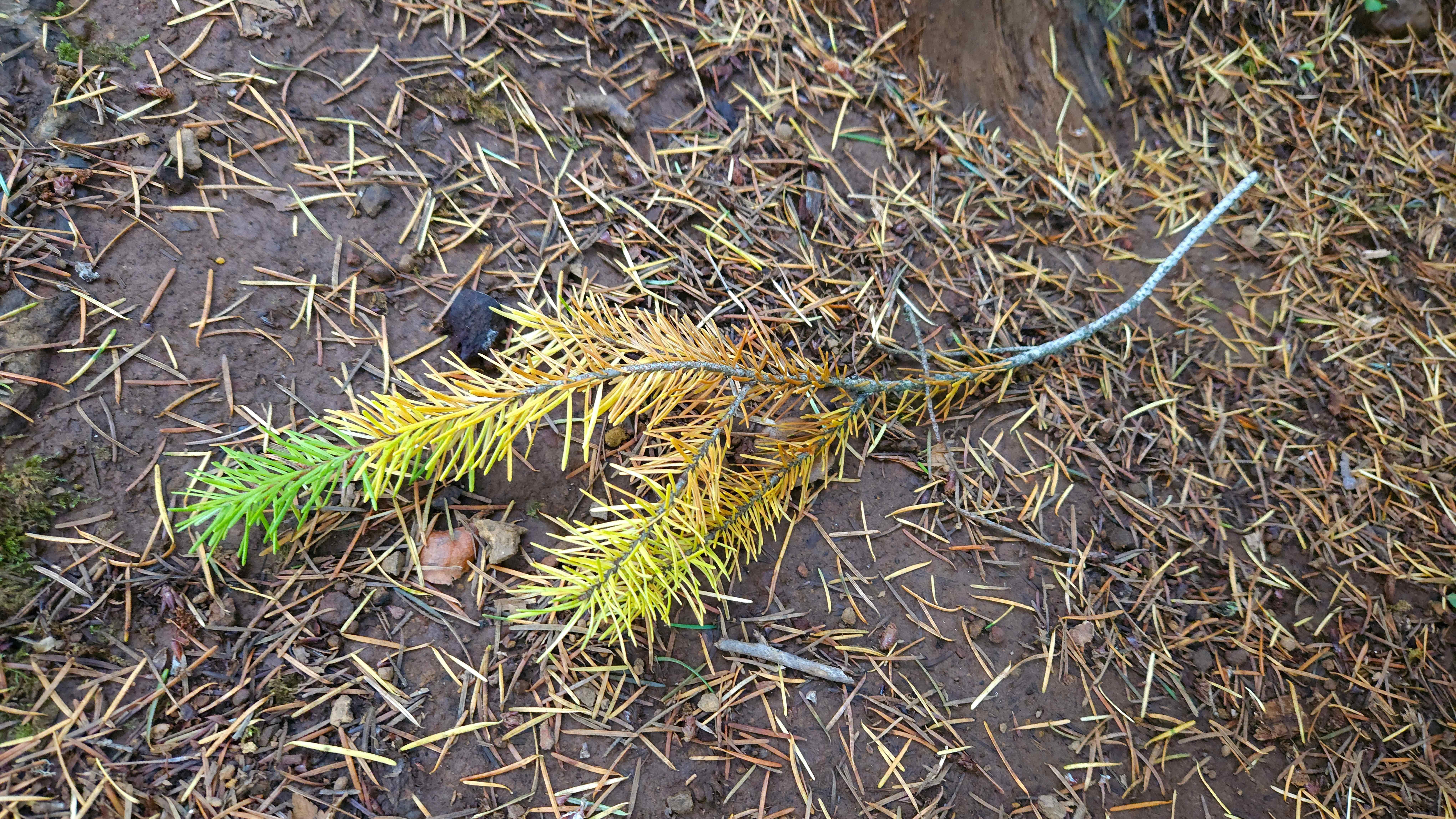 The image shows a fallen evergreen branch on the ground. The branch has needles that are partly green and partly yellow, indicating it may be in the process of turning color or drying out. The ground around it is covered with dry needles.
