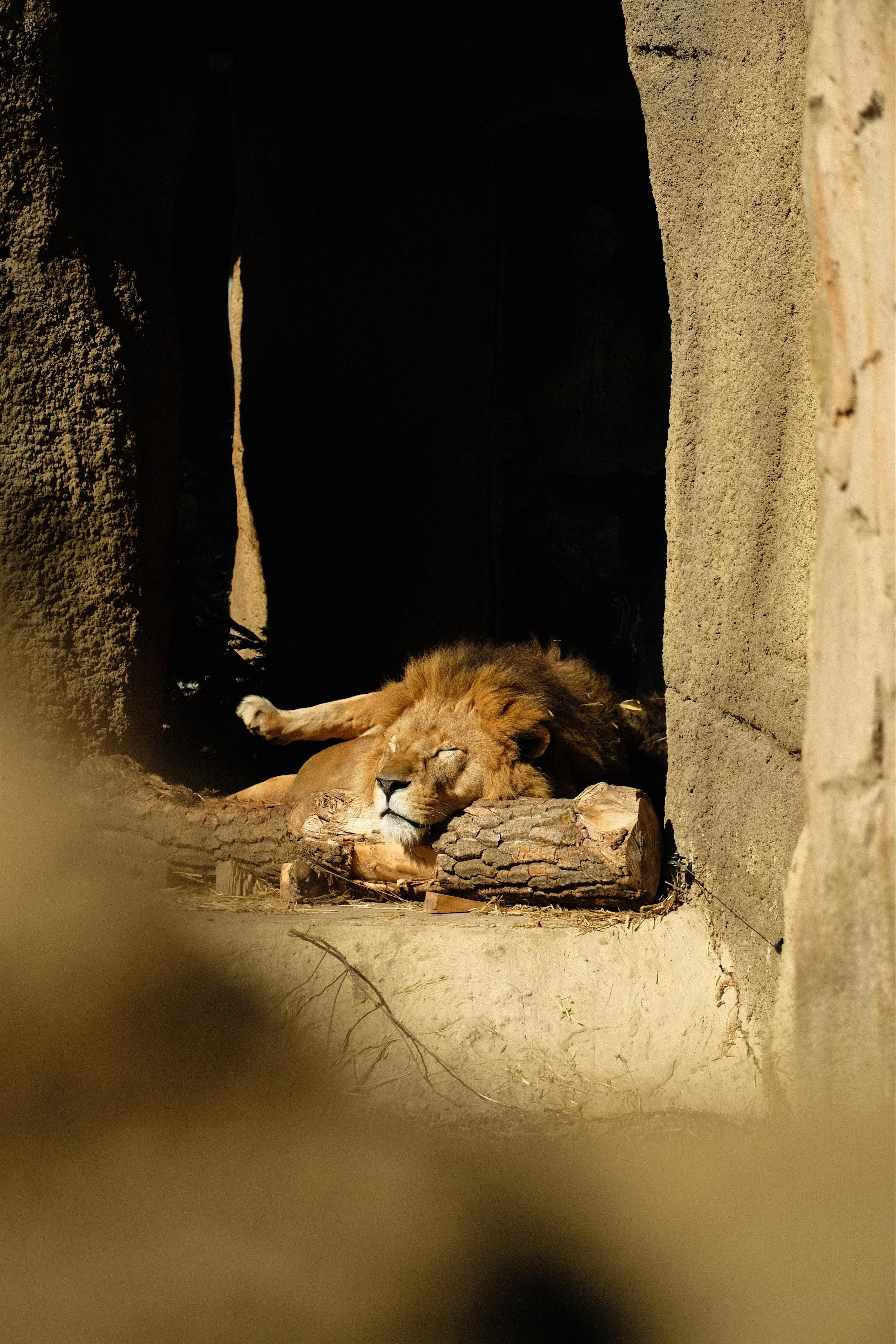 A male lion sleeping in the warm sunlight at the entrance to a shelter, its head resting on a tree trunk.
